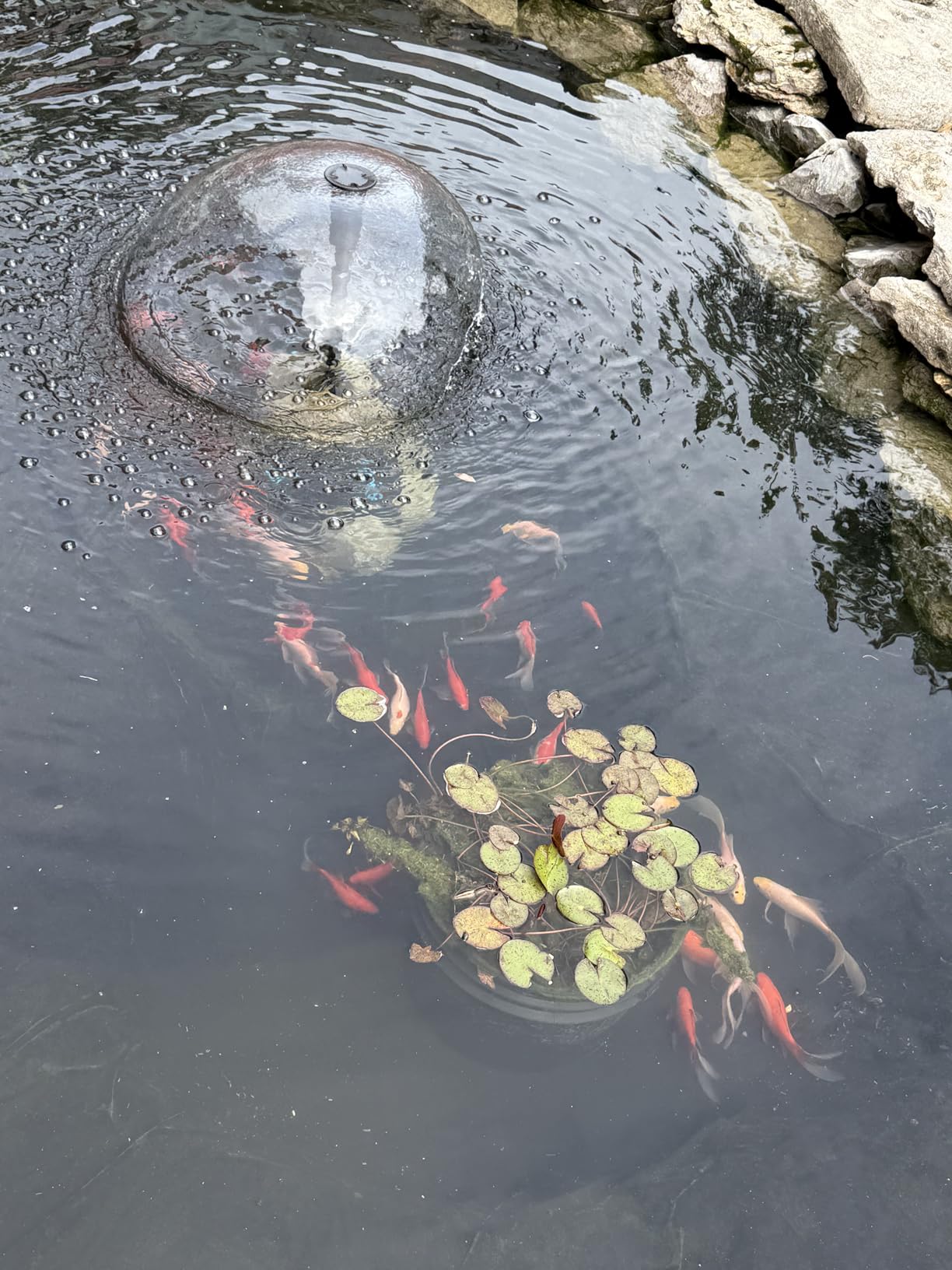 POPOSOAP Pond Filter with Pump Fountain Kits, 660GPH Pond Filter with 40W Pond Pump & Fountain Kit, Koi Pond Filters for Outdoor Ponds Clean, Clear, and Add Water Features customer photo 1