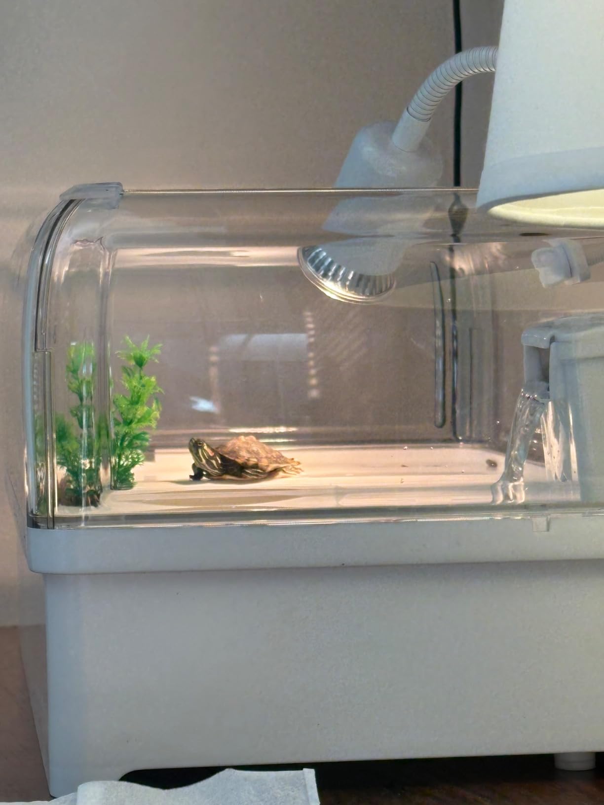 Turtle Tank Acrylic Habitat Kit with Silent Filter and Bottom Drain, UVB Basking Platform Light, Multi-Zone Aquatic Tortoise Enclosure with Hideout, Feeding Area, Plant, Net and Accessories for Baby customer photo 2