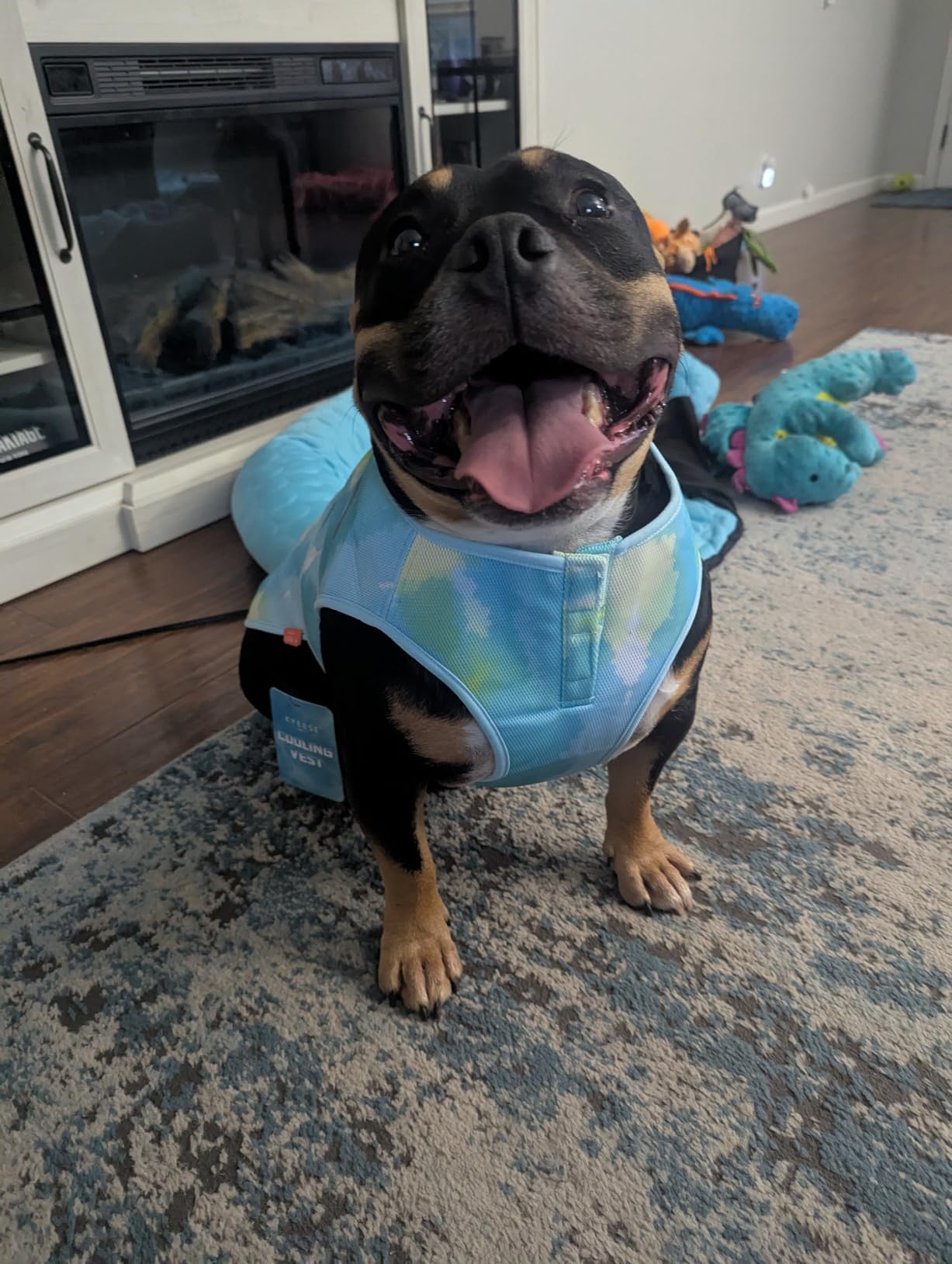 KYEESE Dog Cooling Vest, Lightweight Dog Cooler Jacket, 3D Breathable Mesh Pet Cooling Shirts for Summer with Reflective Stripe, Sun Protection Pet T Shirt for Beach, Hiking, Walking, Blue, M customer photo 1