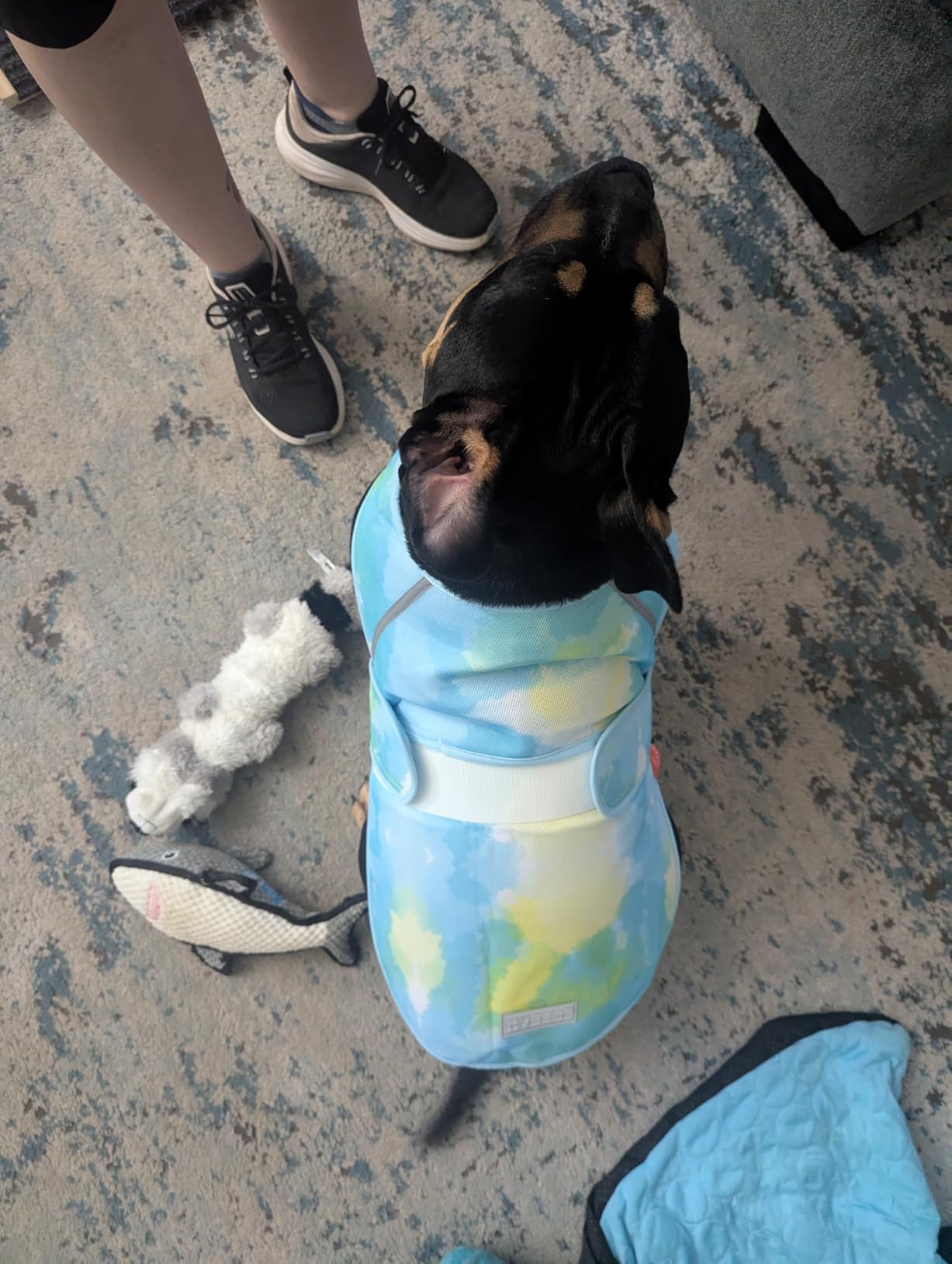 KYEESE Dog Cooling Vest, Lightweight Dog Cooler Jacket, 3D Breathable Mesh Pet Cooling Shirts for Summer with Reflective Stripe, Sun Protection Pet T Shirt for Beach, Hiking, Walking, Blue, M customer photo 2