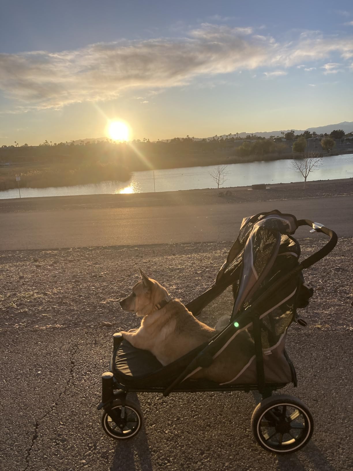 Dog Stroller for Medium/Large Dogs One-Click Folding, Extra Large Pet Stroller for 2 Dogs with Storage Pocket & Shock Absorption, Up to 130 lbs, Grey customer photo 2