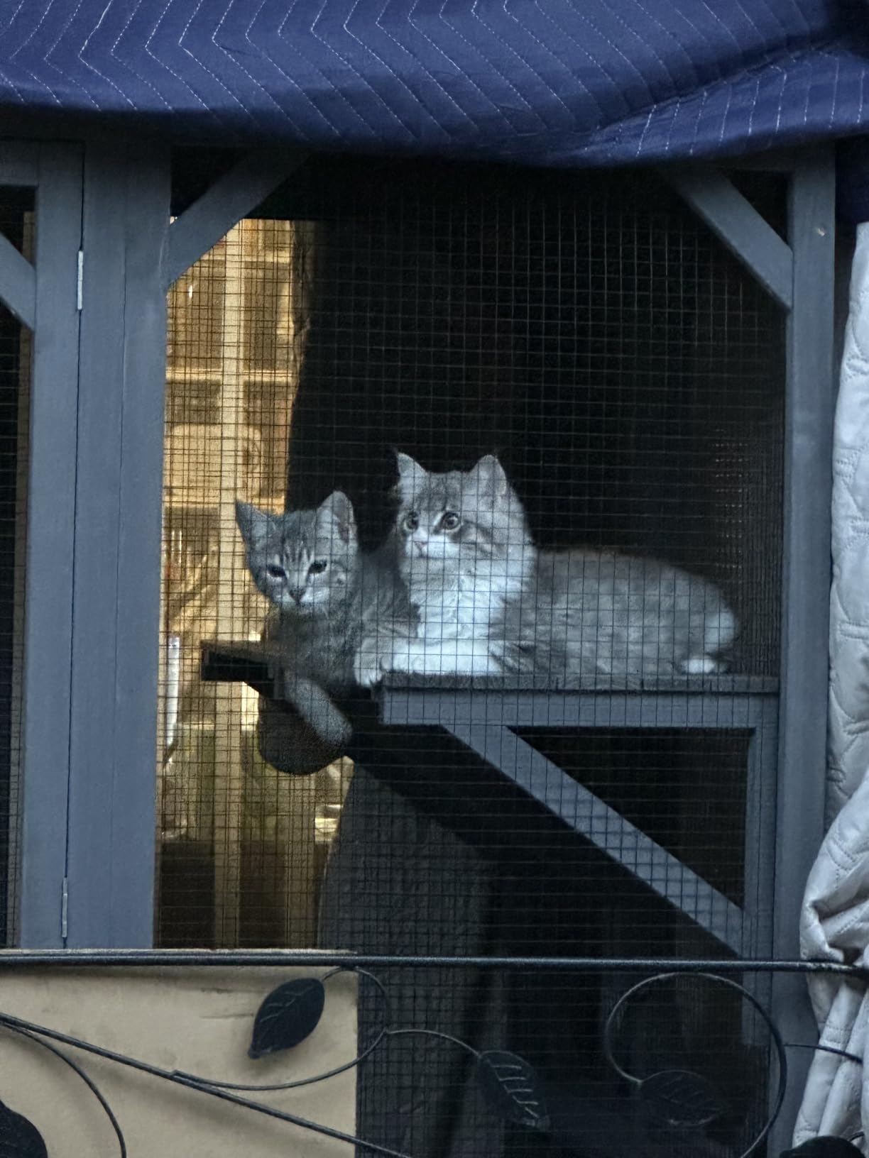 Aivituvin Catio Outdoor Cat Enclosure with 7 Platforms, 2 Resting Boxes, Large Window Cat House for 4-6 Mulitiple Cats Walk in Kitty Cage with Weatherproof Tarp Roof 70