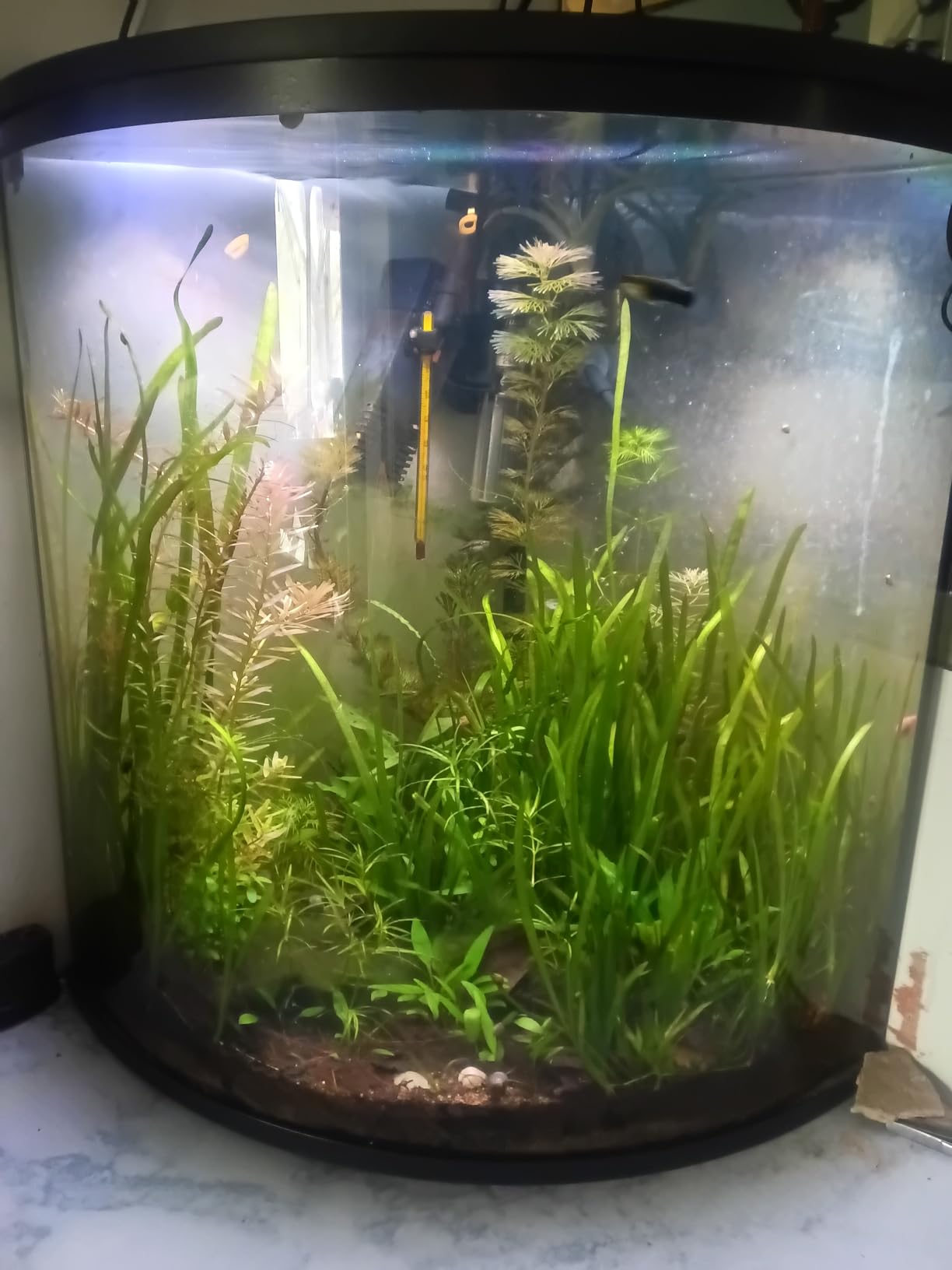 hygger Submersible LED Aquarium Light, 8W 7 in 24/7 Mode Fish Tank Light with 5 Rows Beads, with Timer 9 Colors and Adjustable Brightness, Full Spectrum IP68 Waterproof Light for Fish Tank 8-17 inch customer photo 1