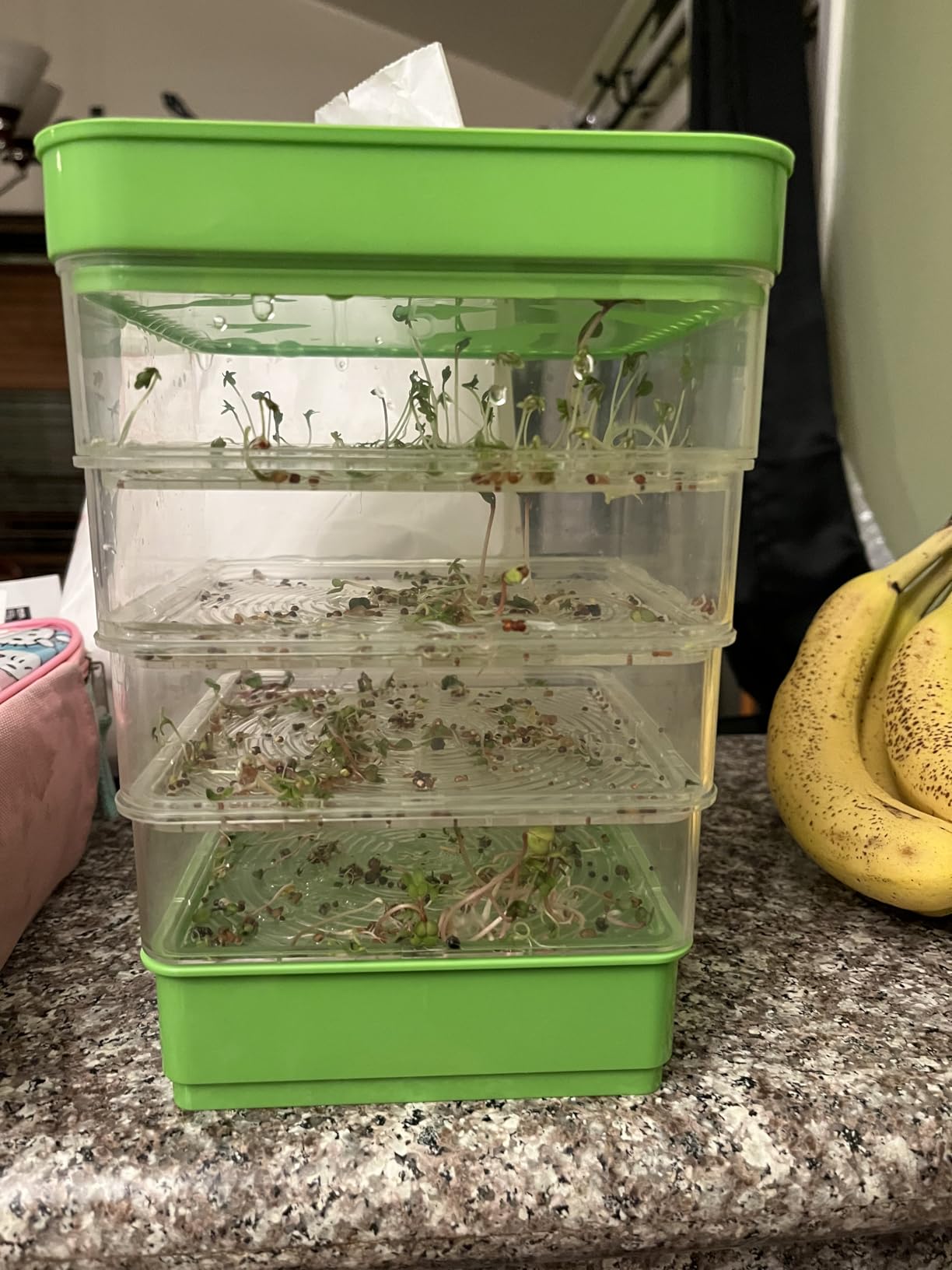 4-Tier Seed Sprouting Kit with Drain Holes and Drain Tray, Upgrade Stackable Microgreens Fresh Organic Bean Seed Sprouter Tray Ripple Soil-Free Sprouter Tray for Beans Alfalfa Seeds customer photo 1