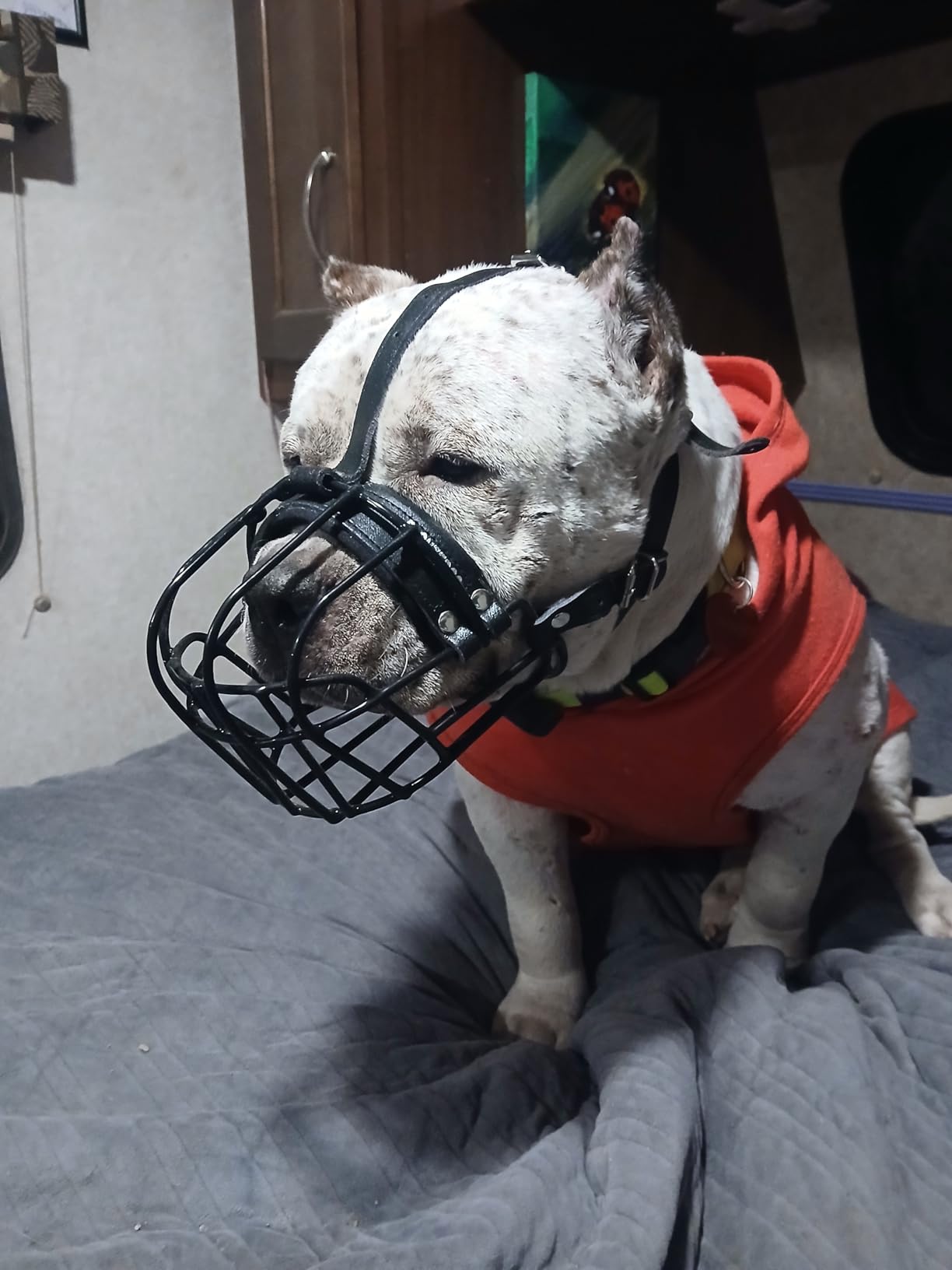 BRONZEDOG Dog Muzzle Adjustable Durable Metal Wire Basket for Large and Extra Large Dogs with Leather Straps Breathable, Drinkable, Adjustable, Training, Prevents Biting (PVC, Rottweiler) customer photo 1