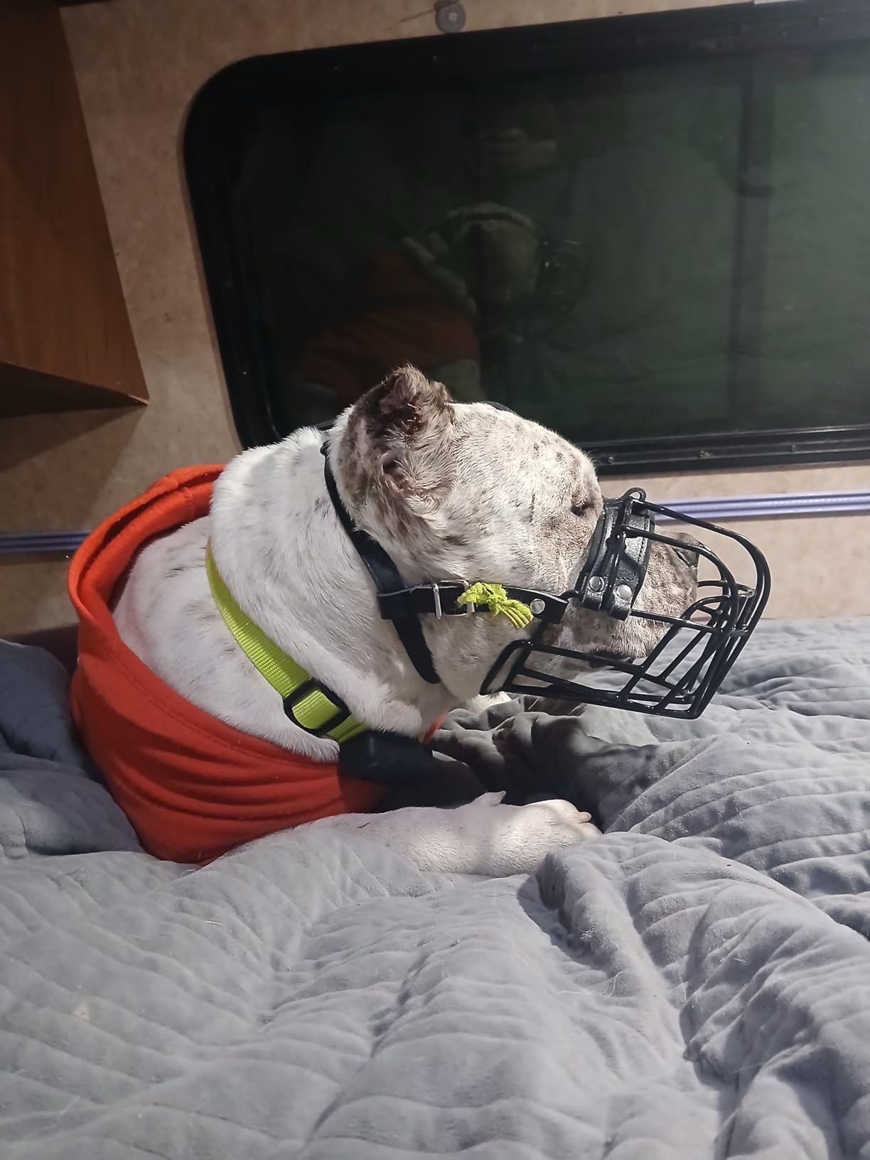 BRONZEDOG Dog Muzzle Adjustable Durable Metal Wire Basket for Large and Extra Large Dogs with Leather Straps Breathable, Drinkable, Adjustable, Training, Prevents Biting (PVC, Rottweiler) customer photo 2