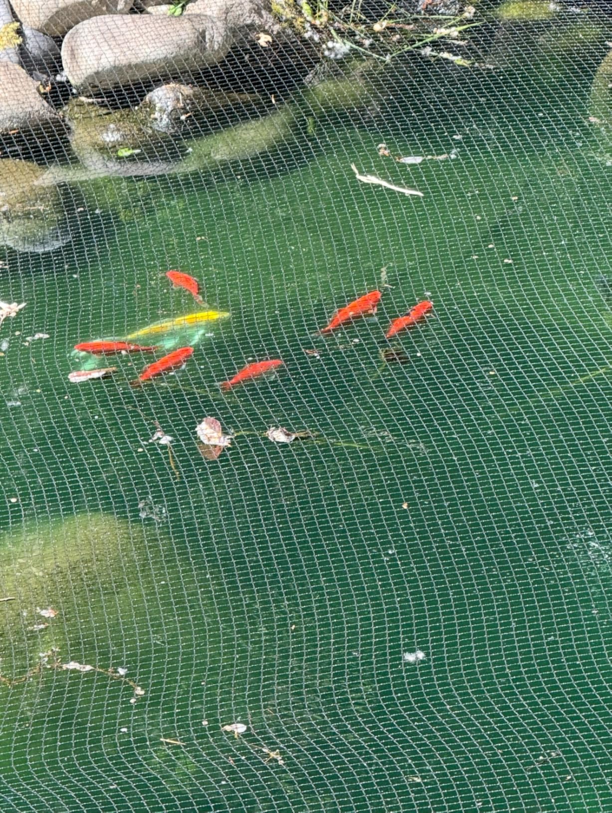 18W Aquarium UV Light for 100-1000 Gallon, UV Pond Water Clarifier for Koi Pond, Swimming Pool, Spa, Large Fish Tank, Cold Plunge UV Light for Pond Algae Control customer photo 1