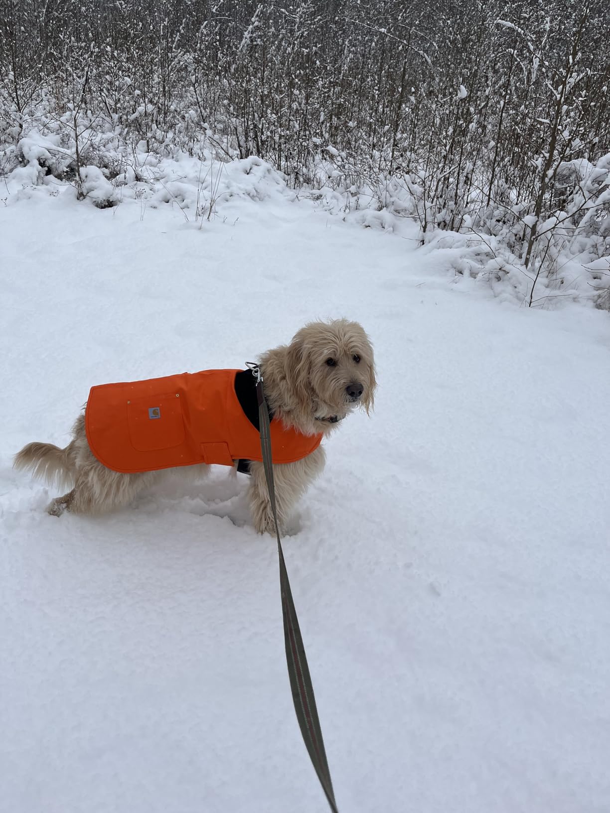 Carhartt Firm Duck Insulated Dog Chore Coat, Durable Weather Resistant Jacket for Cold and Windy Conditions, Hunter Orange/Brass, Medium customer photo 1