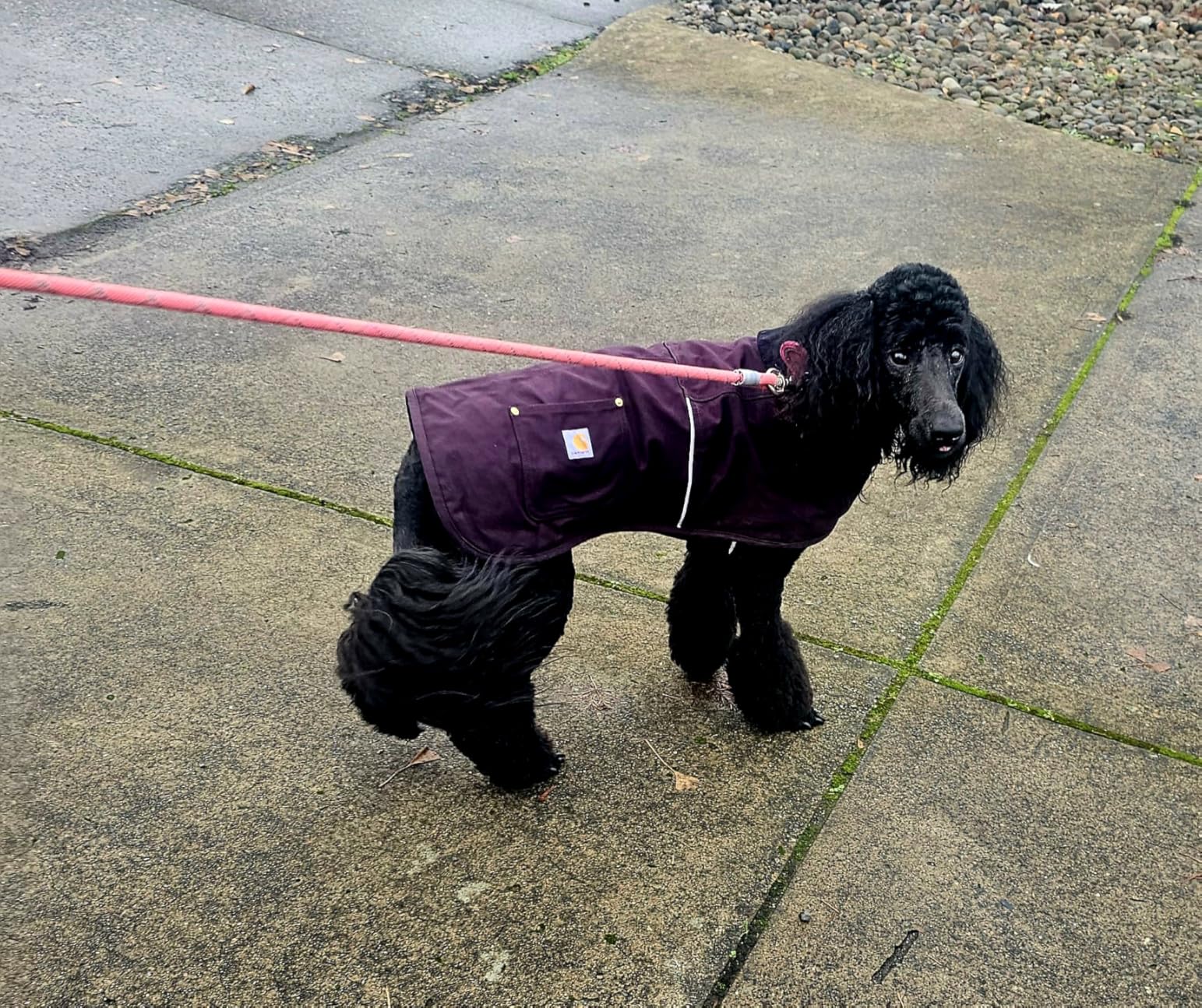 Carhartt Firm Duck Insulated Dog Chore Coat, Durable Weather Resistant Jacket for Cold and Windy Conditions, Hunter Orange/Brass, Medium customer photo 2