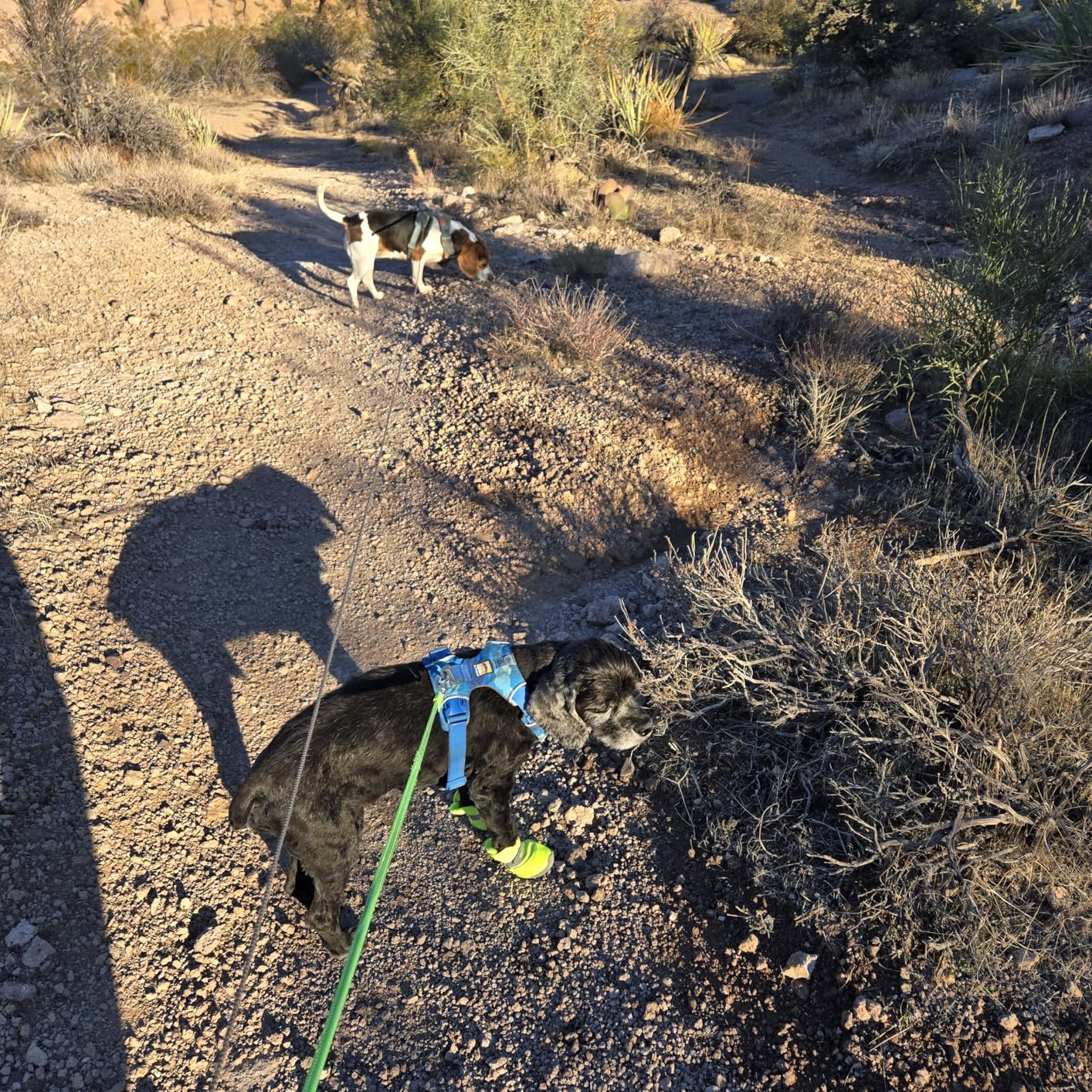 QUMY 4PCS Dog Shoes for Small Dogs, Hot Pavement Summer Puppy Dog Boots & Paw Protectors with Soft Anti-Slip Rubber Sole, Mesh Breathable Dog Booties for Hardfloors, Walking Running Pink Size 3 customer photo 2