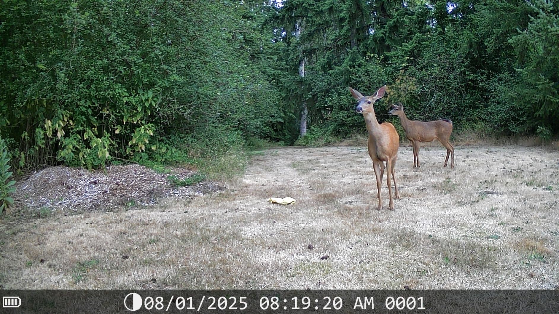 DEATTI Trail Camera 48MP 4K Game Camera with 8 Batteries 32GB SD Card, WiFi Bluetooth Connection, Trail Cameras with Night Vision Motion Activated Waterproof for Wildlife Deer Outdoor 0.1s Trigger Time customer photo 1