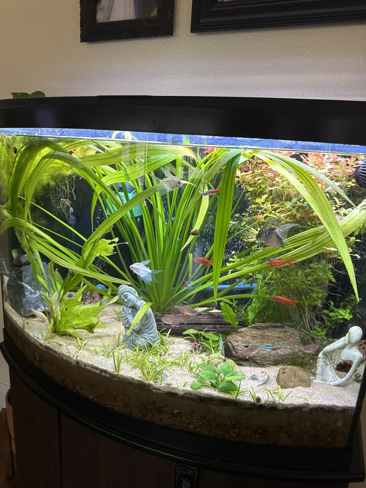 1w Ultra Quiet Aquarium Air Pump, Aquarium Aerator Adjustable Airflow, Single Hole Suitable for 20 to 40 GPH Fish Tank customer photo 1