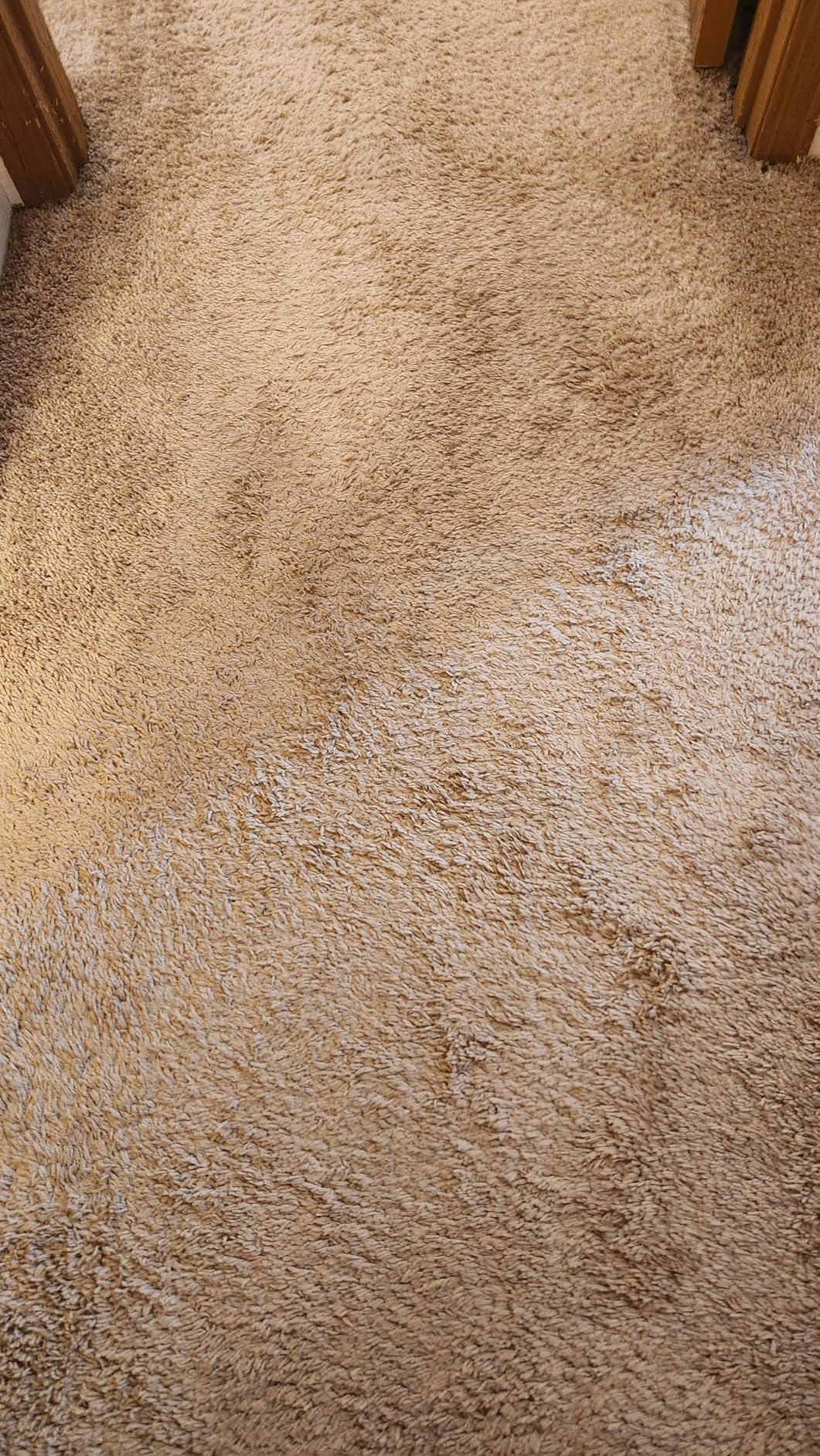 Shark CarpetXpert | Upright Carpet, Area Rug & Upholstery Cleaner | Carpet Shampooer with Handheld Spot & Stain Eliminator | 3 Cleaning Tools | Slate Green | EX151 customer photo 2