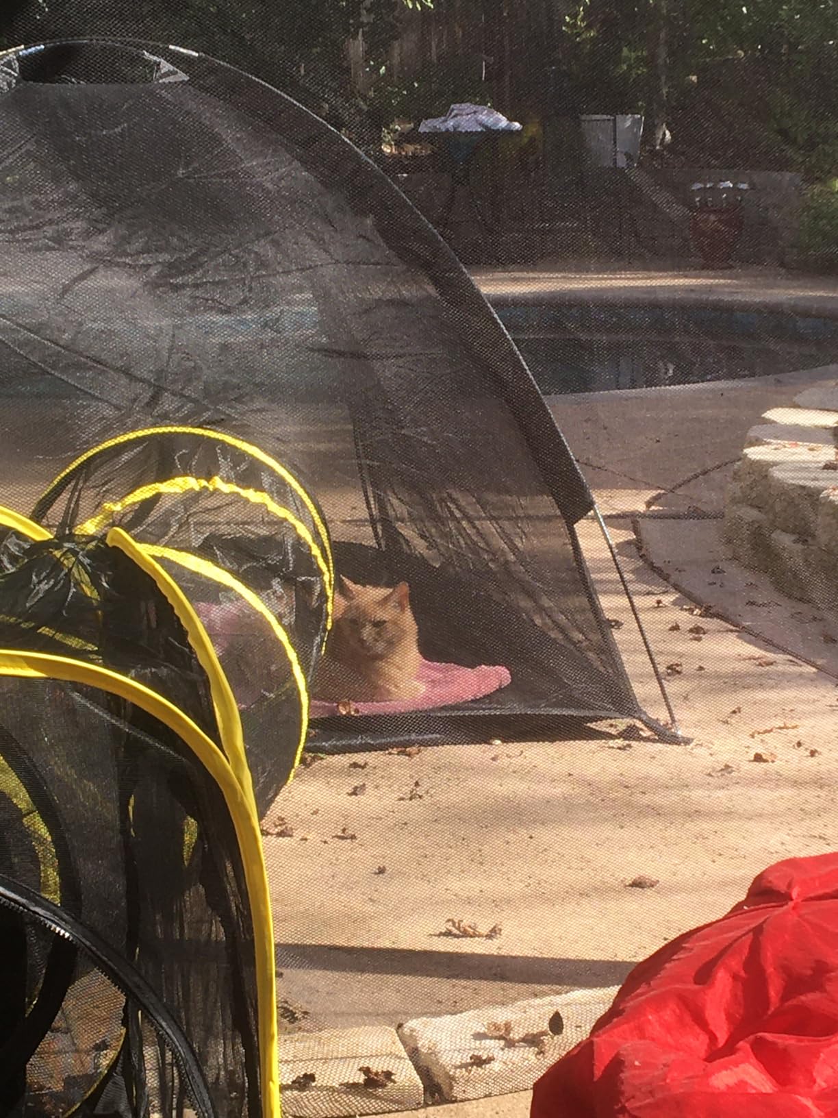 VIVOHOME 6-in-1 Outdoor Cat Enclosure with Playhouse, 2 Tents & 3 Tunnels - Portable Cat Playground with Leash and Mint Ball for Indoor/Outdoor Use, Yard Balcony Camping Safety customer photo 1