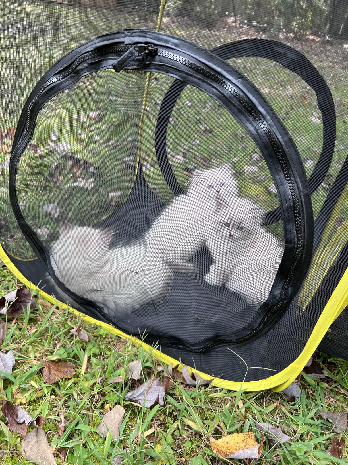 VIVOHOME 6-in-1 Outdoor Cat Enclosure with Playhouse, 2 Tents & 3 Tunnels - Portable Cat Playground with Leash and Mint Ball for Indoor/Outdoor Use, Yard Balcony Camping Safety customer photo 2