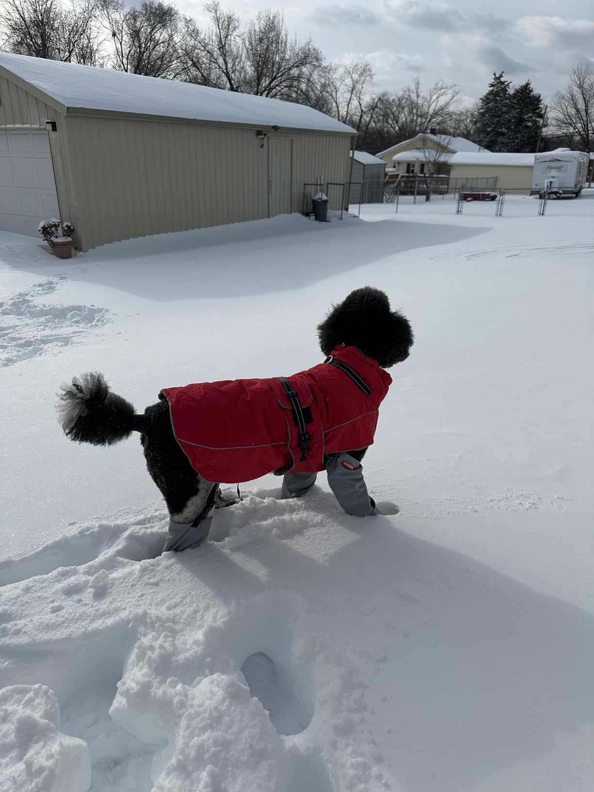 QBLEEV Warm Dog Jacket - Reflective, Adjustable Winter Coat with Turtleneck for Cold Weather, Waterproof Fleece Snowsuit for Small, Medium, Large Dogs customer photo 1