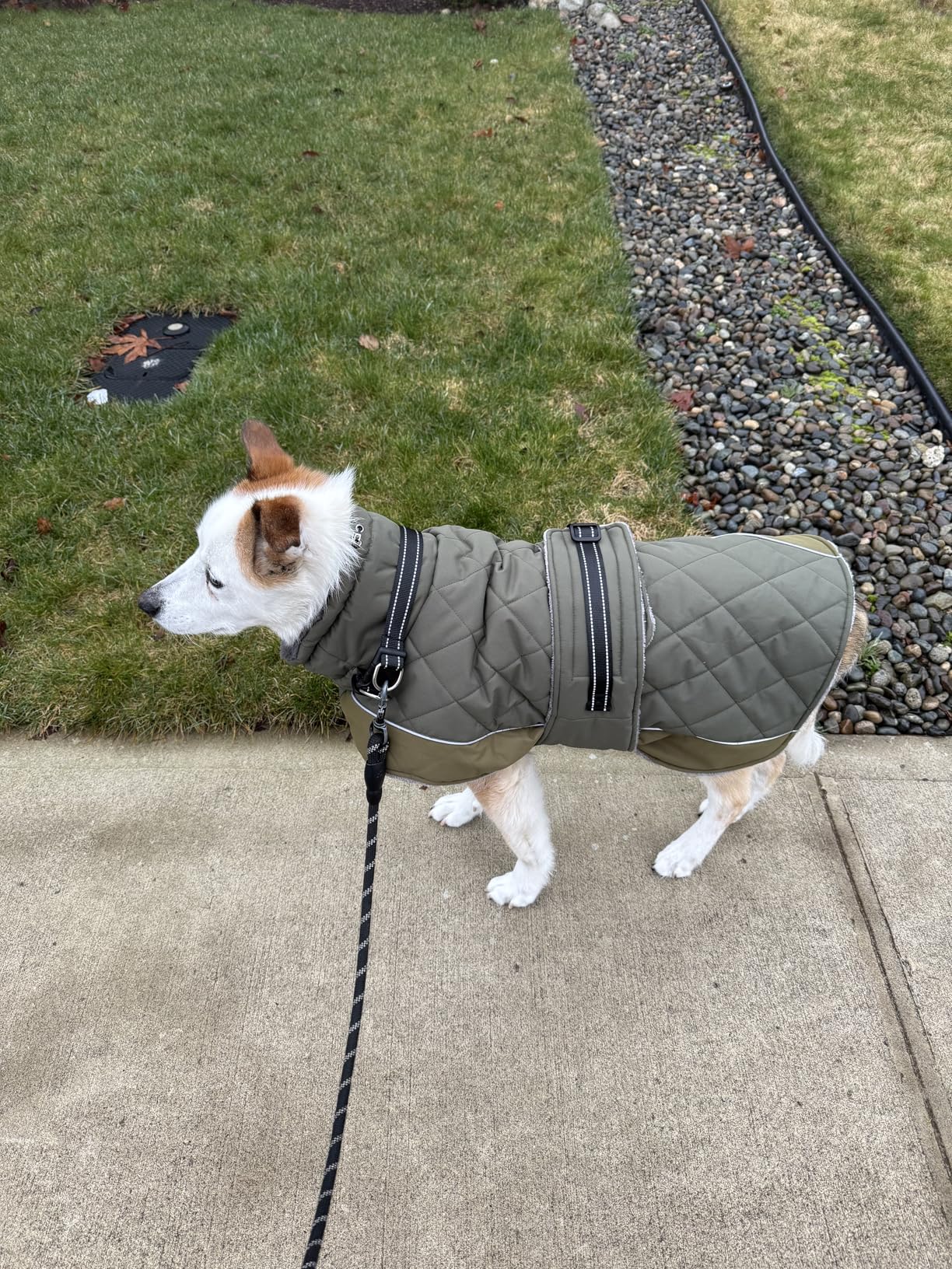 QBLEEV Warm Dog Jacket - Reflective, Adjustable Winter Coat with Turtleneck for Cold Weather, Waterproof Fleece Snowsuit for Small, Medium, Large Dogs customer photo 2