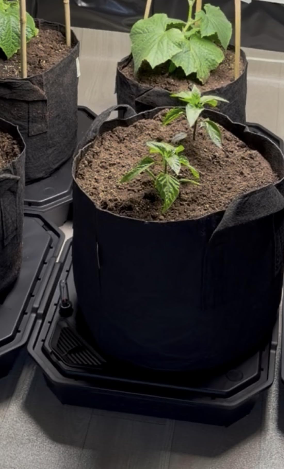 VIVOSUN 4-Pack FlexFeed Self-Watering Pots, Auto Irrigation Fabric Pot Base with Water Meter & Maintenance Window customer photo 1