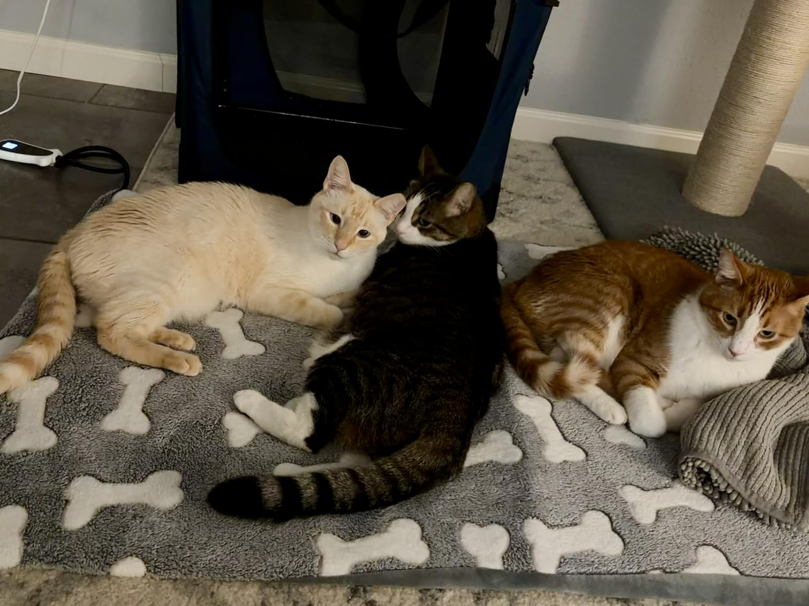 Bestio Large Dog Heating Pad,34x21 in Heated Dog Bed with Constant Heat & Auto Modes, MET&UL Certified Pet Heating Pad with Soothing Warmth,Chew-Resistant Cord,Waterproof Washable Cover-Gray customer photo 1