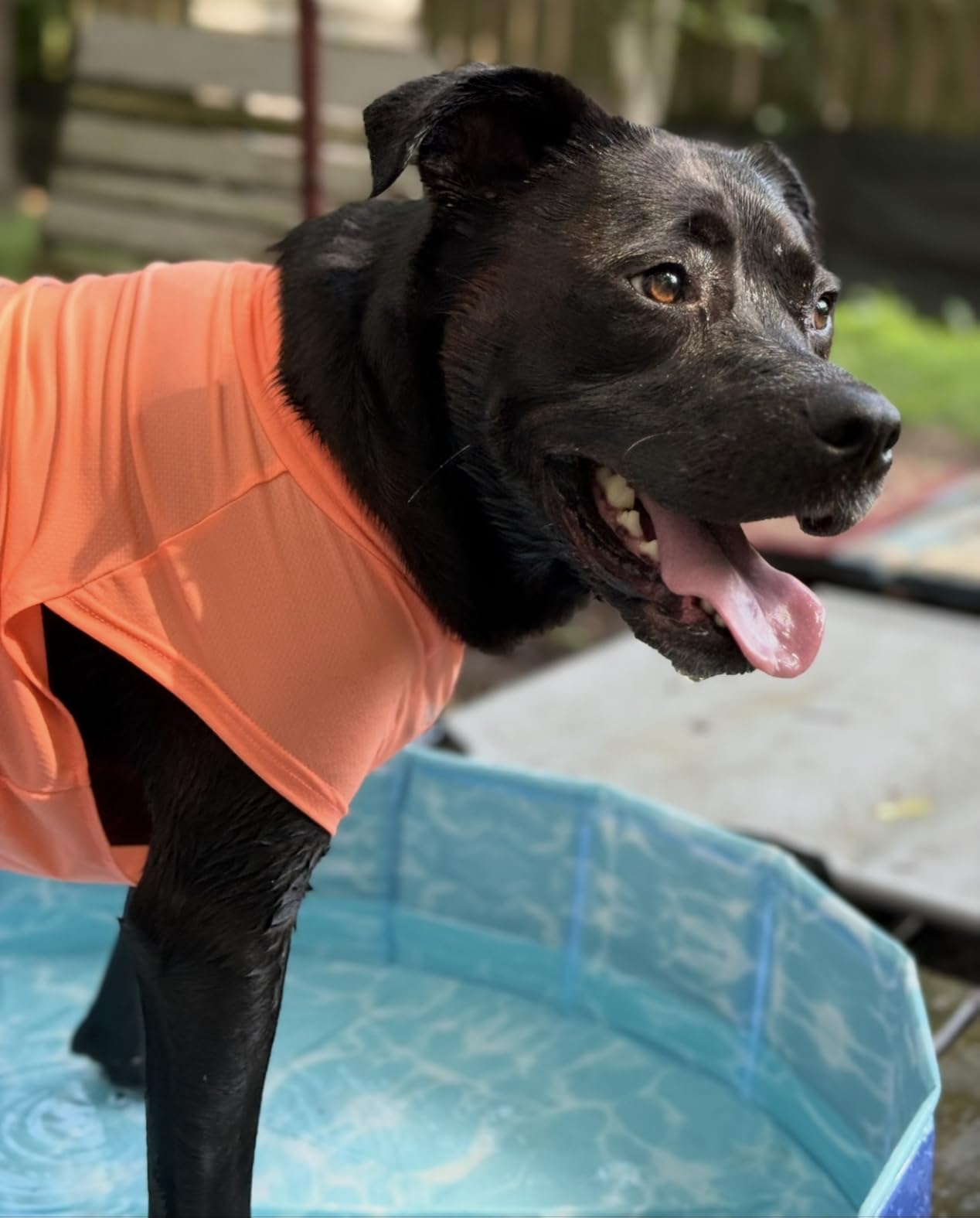 Dog Shirt, Cooling Vest Lightweight Breathable, Dog T-Shirts All-Season UV Protection Pet Clothes Quick Dry Soft Stretchy Pet Shirt Vest For Small Medium Large Dogs (Misty Glade 1PC, X-Large) customer photo 1