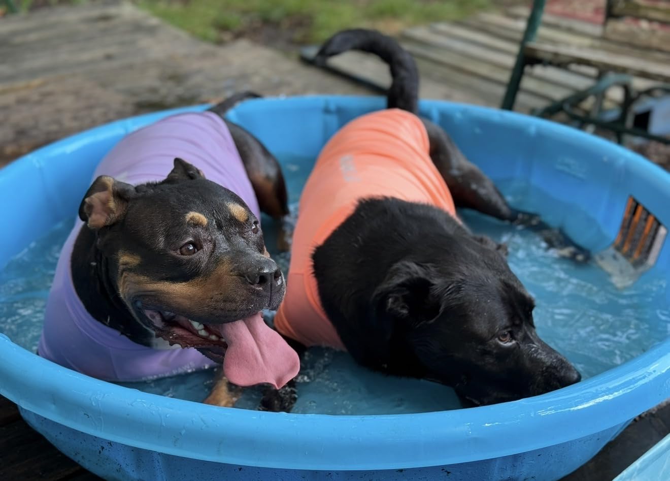 Dog Shirt, Cooling Vest Lightweight Breathable, Dog T-Shirts All-Season UV Protection Pet Clothes Quick Dry Soft Stretchy Pet Shirt Vest For Small Medium Large Dogs (Misty Glade 1PC, X-Large) customer photo 2