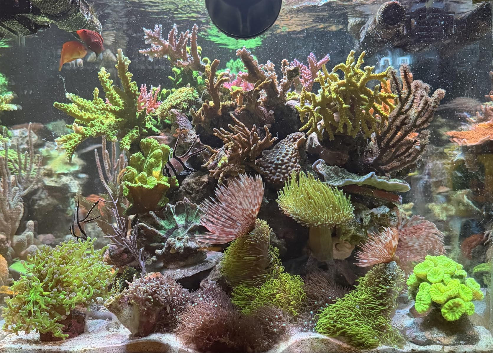 NICREW HyperReef 150 Gen 2 Reef LED Light, 150W Reef Aquarium Lighting for SPS LPS Corals customer photo 1