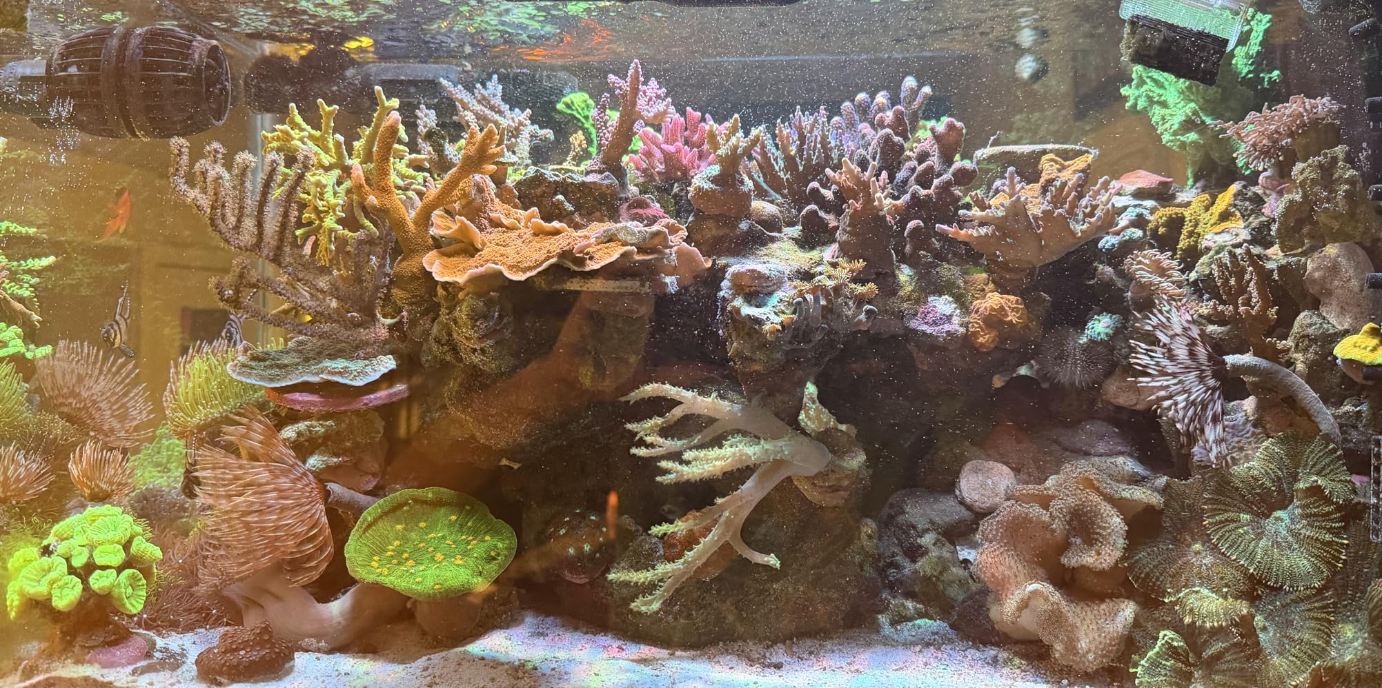 NICREW HyperReef 150 Gen 2 Reef LED Light, 150W Reef Aquarium Lighting for SPS LPS Corals customer photo 2