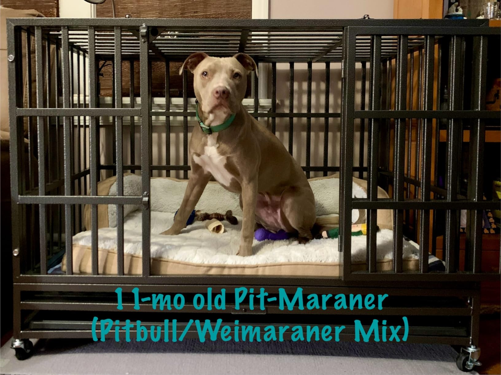 Oranland 48 inch Heavy Duty Indestructible Dog Crate,2025 New Upgraded Reinforced Baseplate for Large Dogs,XL Dog Crate for High Anxiety Dogs/Max Load Capacity 250lbs/Double Door with Wheels customer photo 1