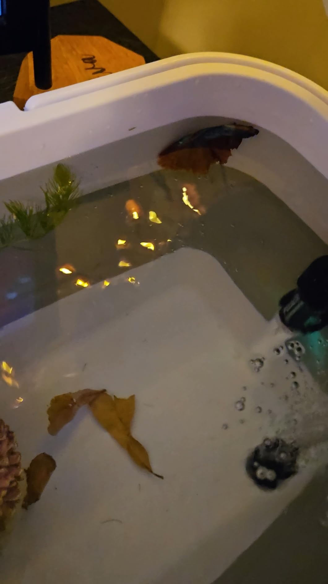 Live Bait or Fish Bucket with Aerator, 14 Quarts Multi-Function Collapsible Fishing Container Box with Rechargeable Air Pump customer photo 2