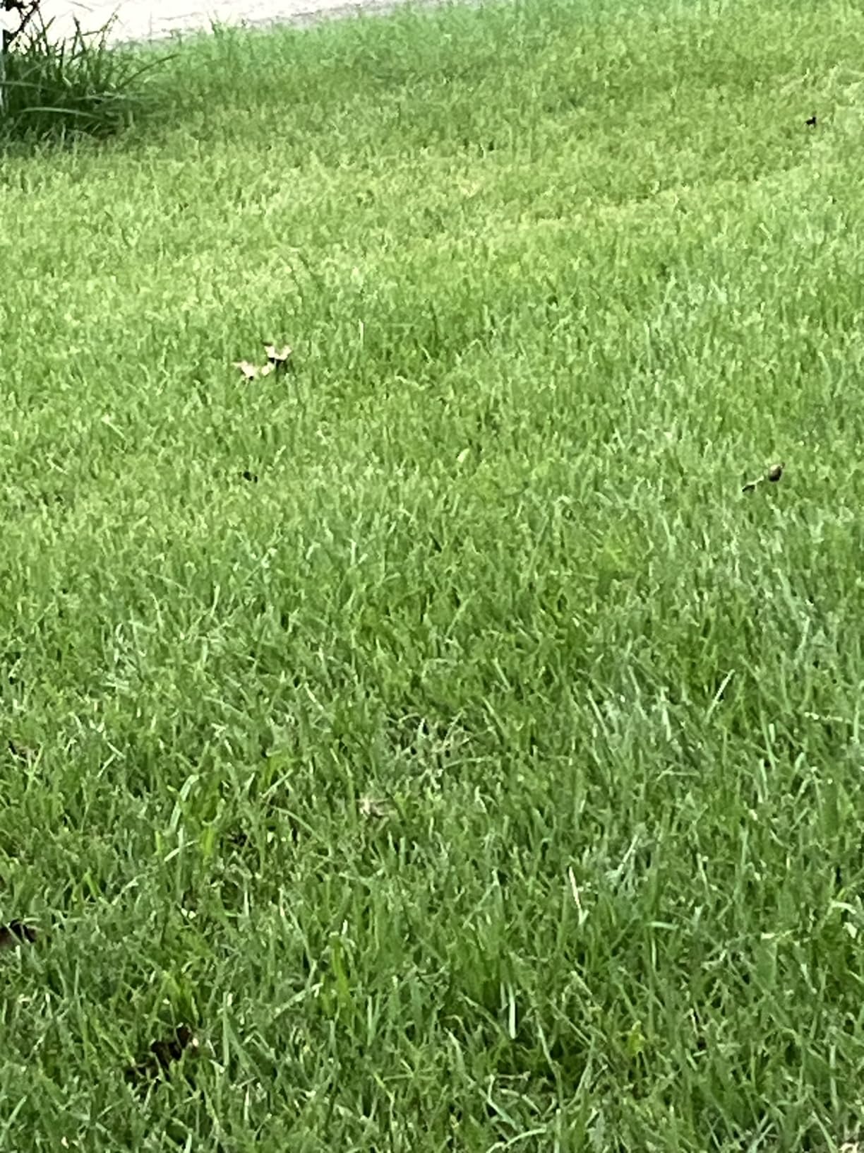 Walensee Rolling Lawn Aerator, Heavy Duty Manual Aerator Tool with 42 Spikes, Lawn Spike Aerator Roller with 71