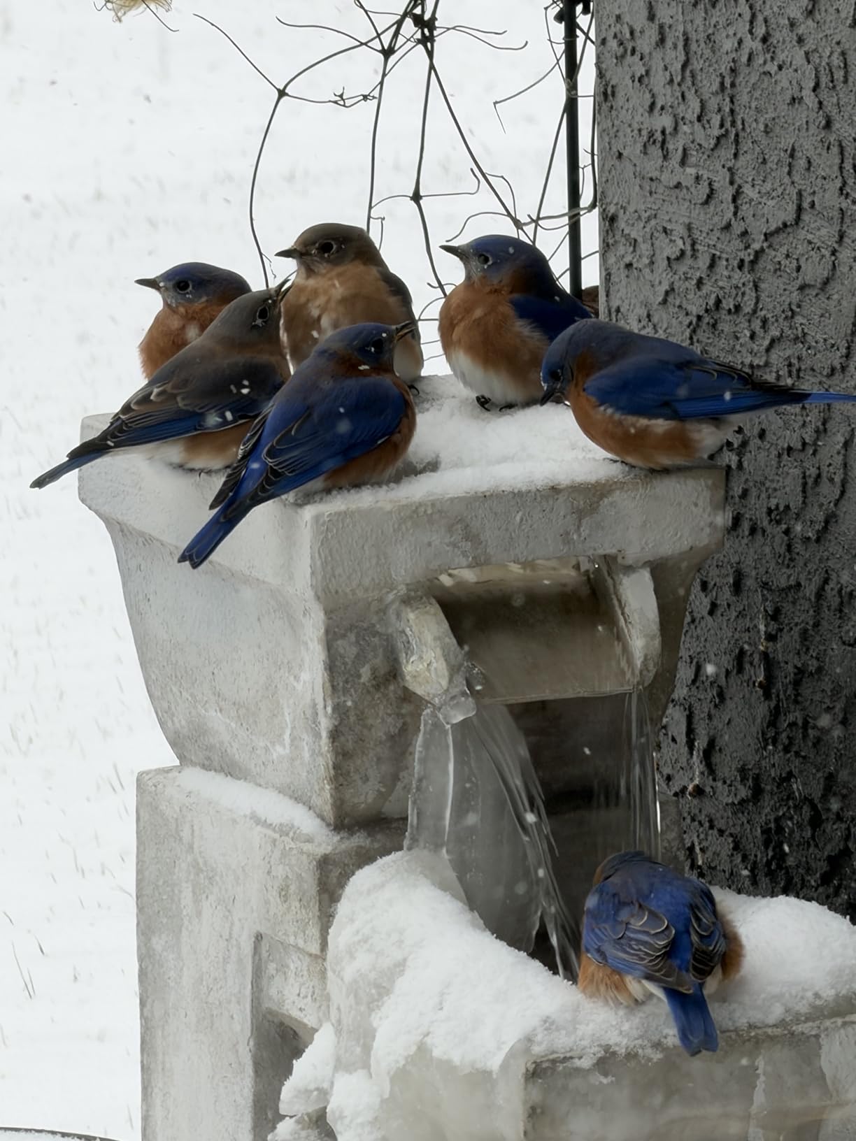 Bird Bath Heater for Outdoors in Winter, 120W Birdbath Heaters for Outdoor Bird Bath Deicer Pond De-icer with Thermostatically Control customer photo 2