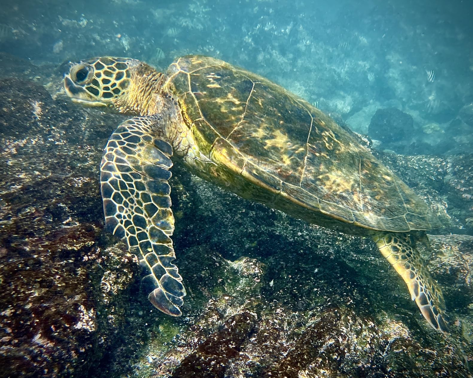 ProShot Dive 2.0 - Underwater housing for iPhone Rated to 130 feet. Underwater Camera housing Compatible with All iPhones Except 17 Pro Max. Waterproof case for Diving and Snorkeling. (Black/Blue) customer photo 1