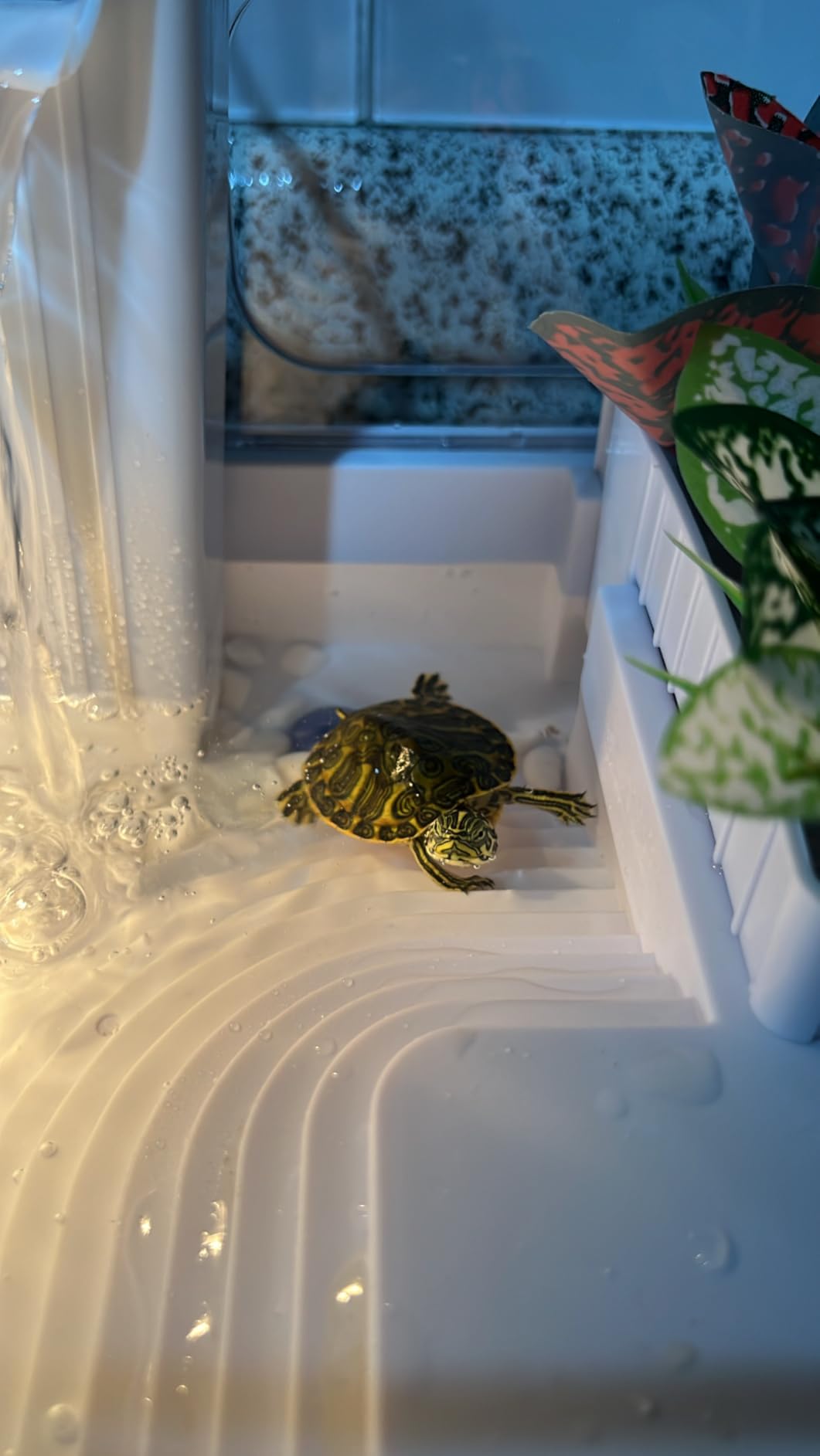 GOZILLA Small Turtle Tank Kit(Tank+Lamp+Filter), Acrylic Turtle Starter Kit with Adjustable Lamp, Reptile Habitat and Terrarium with Multi-Functional Areas for Small Reptiles. (White Kit) customer photo 1