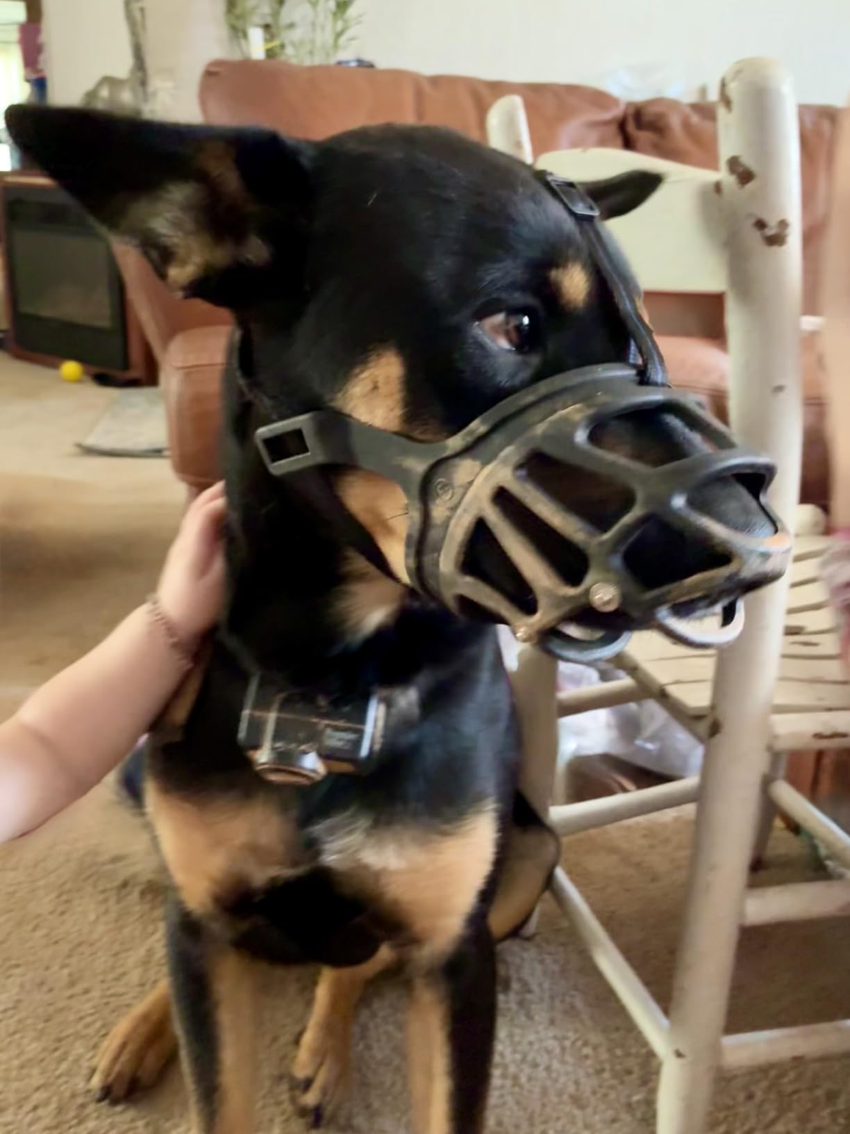 BARKLESS Basket Muzzle for Large Dogs, Humane Muzzle to Prevent Biting and Scavenging, Snap-on Treat Cover Helps Dogs Acclimatize Mouth Cover, Adjustable Mouth Guard for Positive Training, Grooming customer photo 1