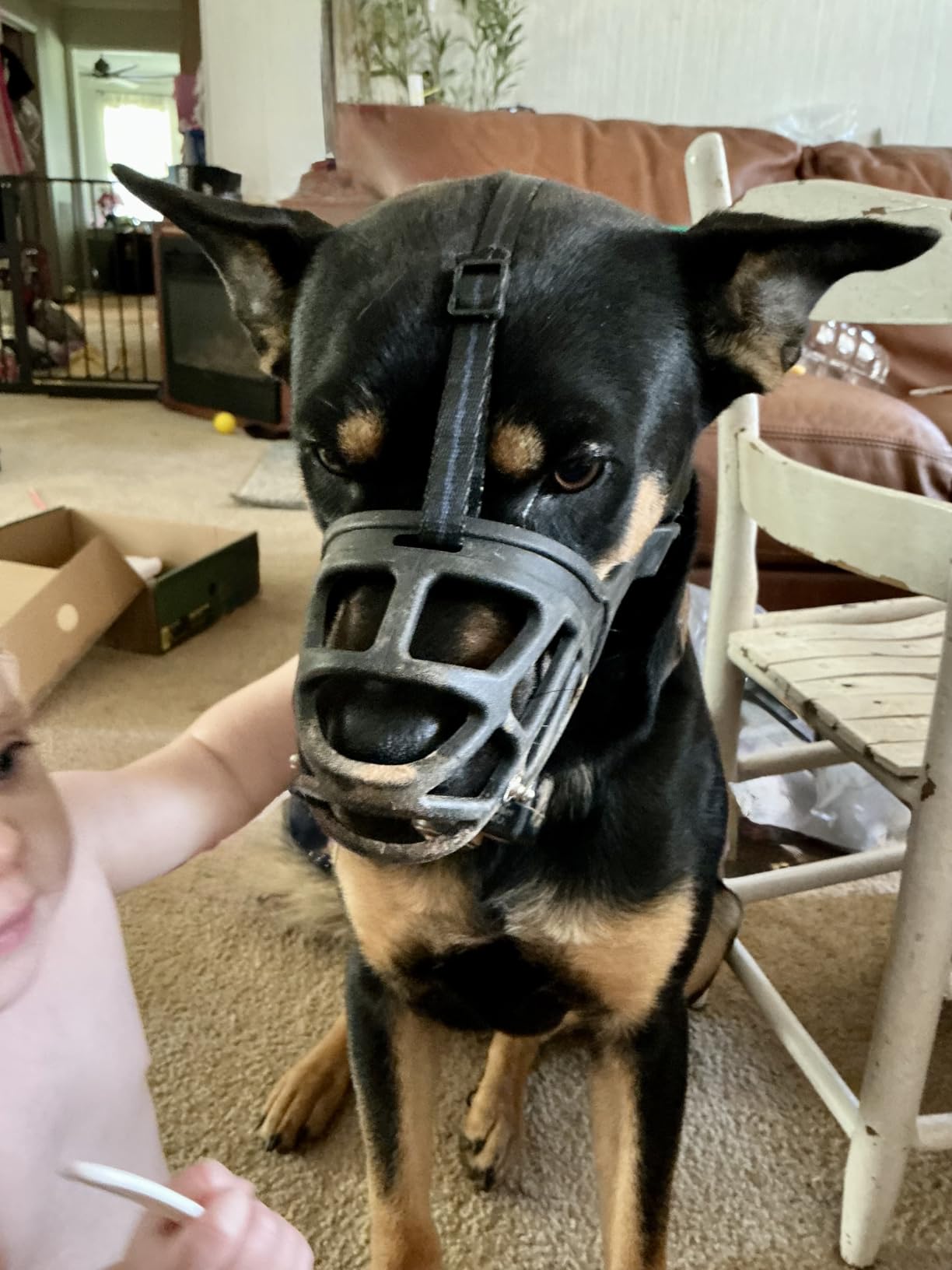 BARKLESS Basket Muzzle for Large Dogs, Humane Muzzle to Prevent Biting and Scavenging, Snap-on Treat Cover Helps Dogs Acclimatize Mouth Cover, Adjustable Mouth Guard for Positive Training, Grooming customer photo 2