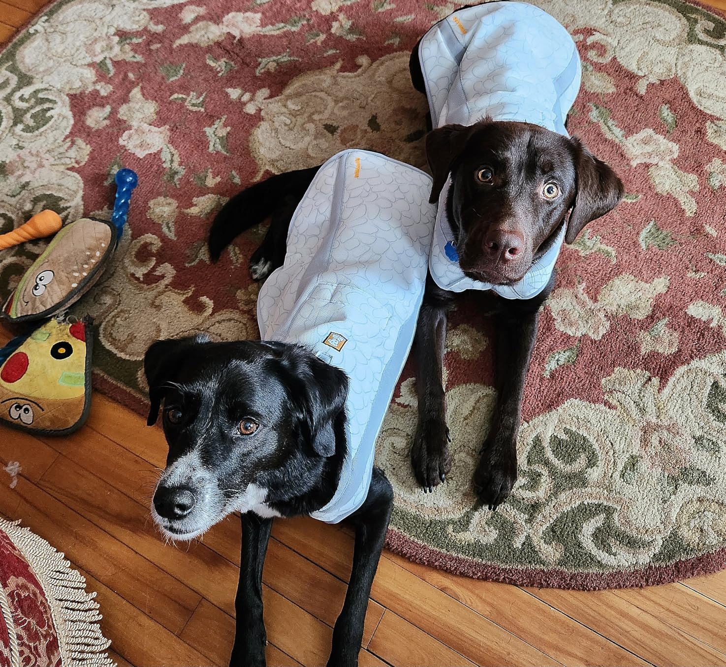 Ruffwear, Swamp Cooler Dog Vest, Evaporative Cooling for Hot Weather, Compatible with Most Harnesses, Biolumin Blue, Medium customer photo 1