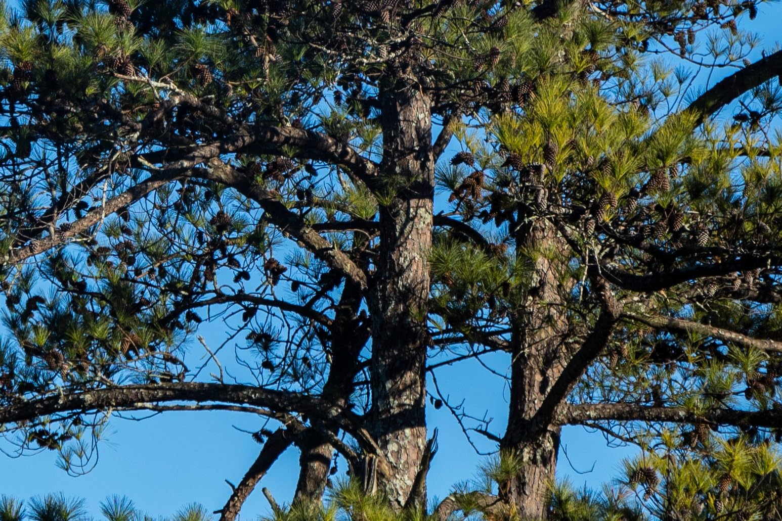 Neewer HD True Colors 55mm Variable ND Filter ND2-512 (1-9 Stops), VND Filter & Magnetic ND32 Lens Filter, Multi Coated Neutral Density Filter, No Color Shift/No X Cross/No Vignetting customer photo 1