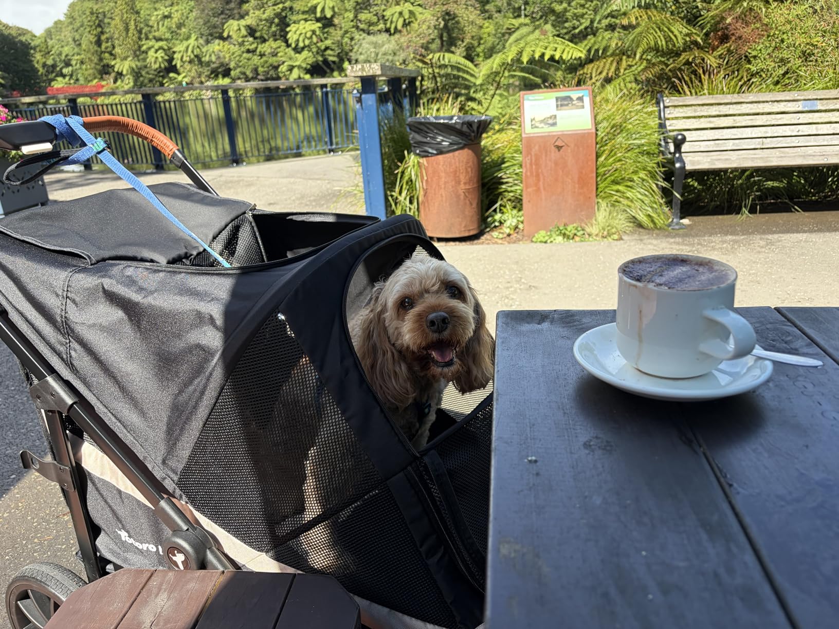 Dog Stroller for Large Dogs One-Click Folding 4 Wheel Foldable Dog Stroller for 2 Dogs with Storage Pocket Suitable for Pets Up to 80LBS (Black, Large) customer photo 1