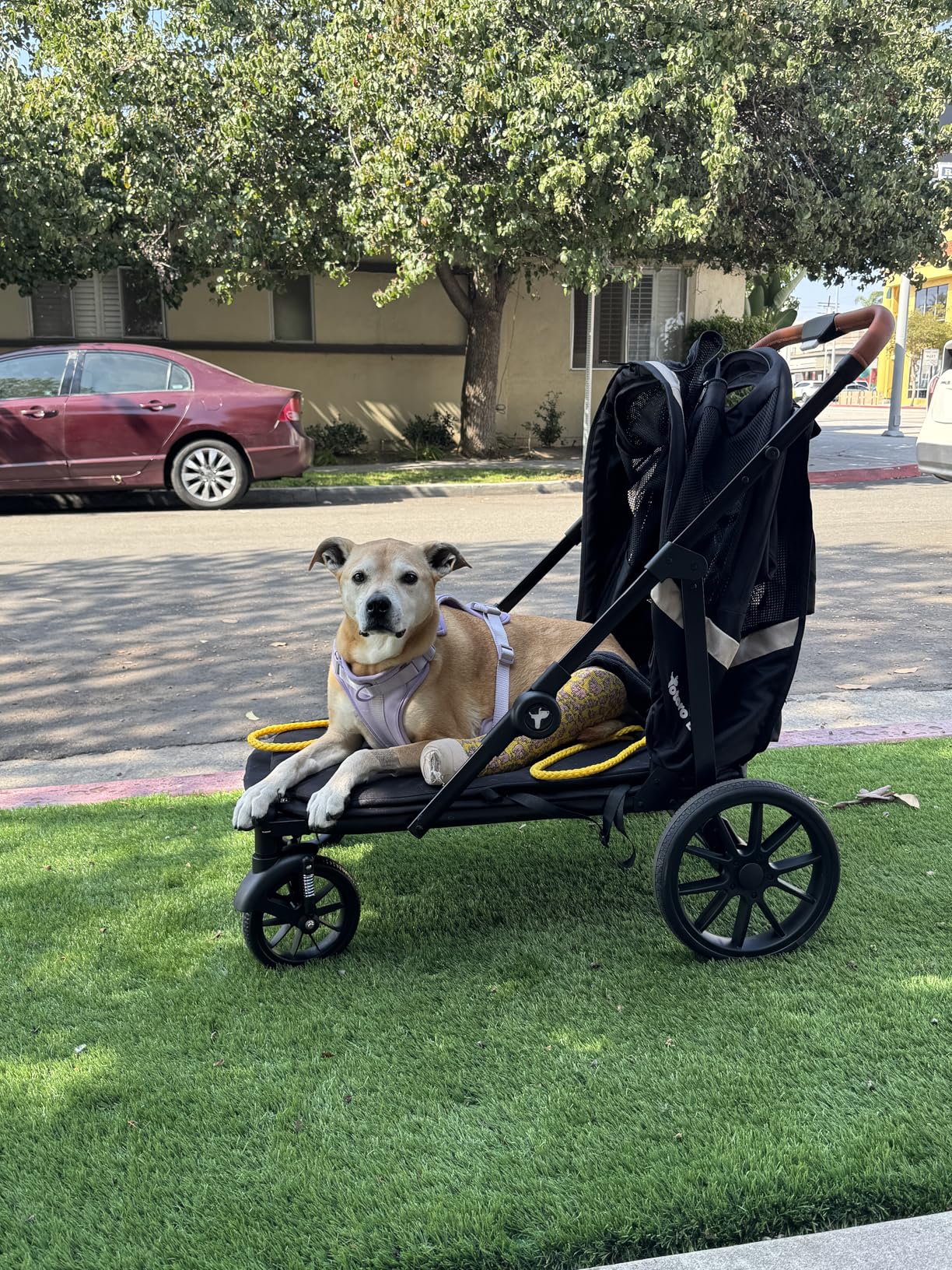Dog Stroller for Large Dogs One-Click Folding 4 Wheel Foldable Dog Stroller for 2 Dogs with Storage Pocket Suitable for Pets Up to 80LBS (Black, Large) customer photo 2