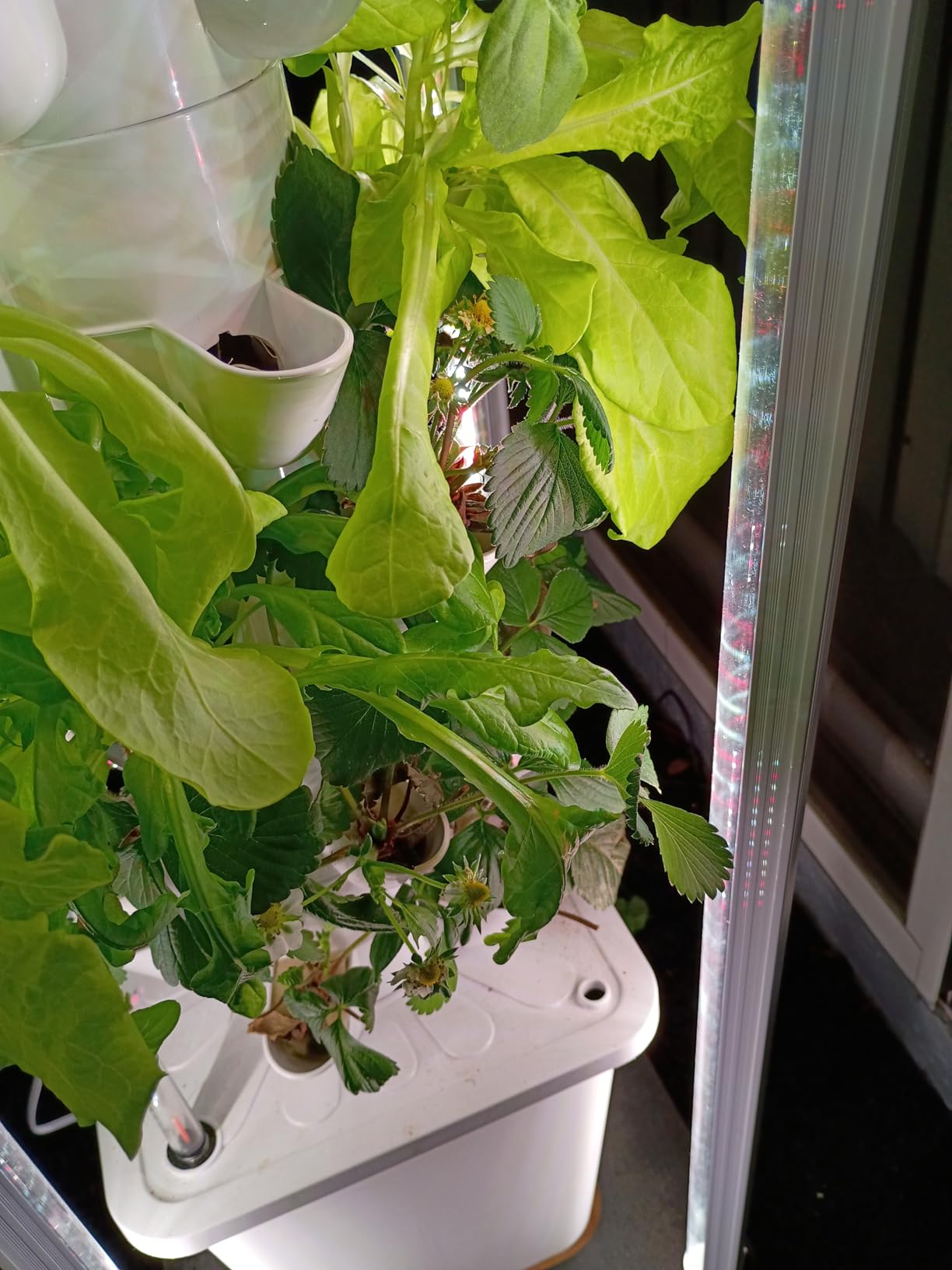 Hydroponic Tower Growing System Kits, 30 Pods Vertical Indoor Garden, 360 Full-Spectrum Lights, Automatic Water Circulation customer photo 1