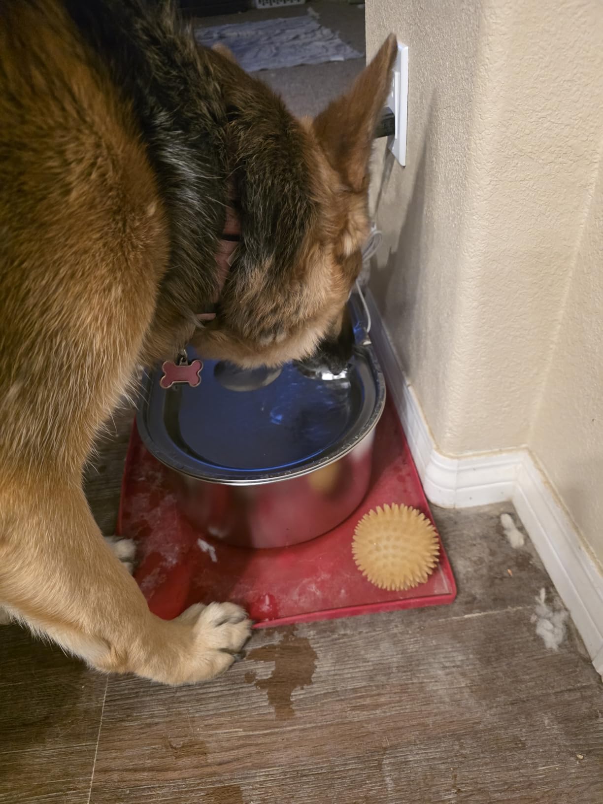 3.4Gal Dog Water Fountain for Large Dogs, 13L Stainless Steel Large Pet Fountain with Deeper & Wider Drinking Area, Automatic Dog Water Bowl Dispenser with Water Window customer photo 1