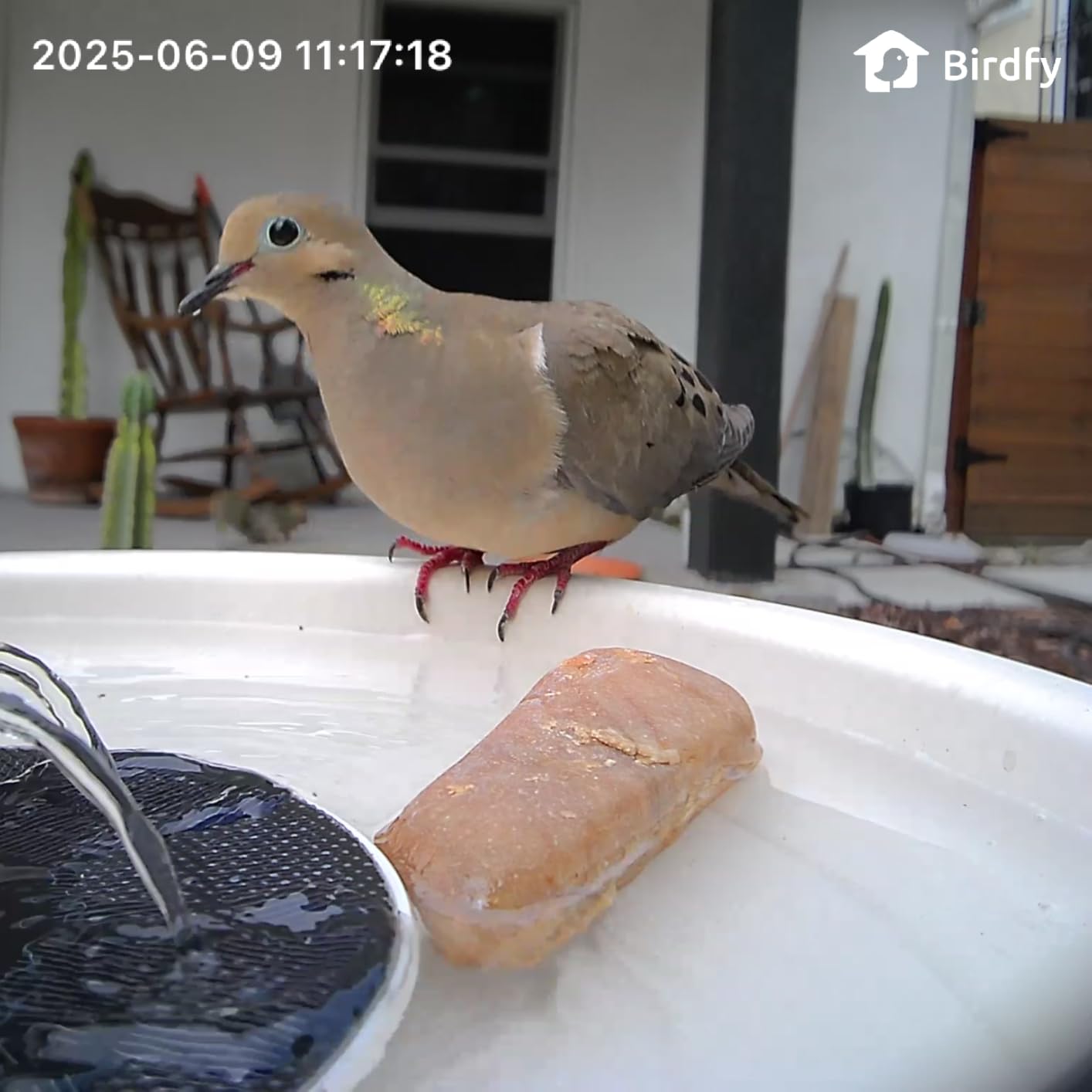 Birdfy Smart Bird Bath with Camera Solar Powered & Fountain, Dual-Lens Camera for Wildbird Watching, Auto Capture Bird Videos & Motion Detection - AI Lifetime Version customer photo 1