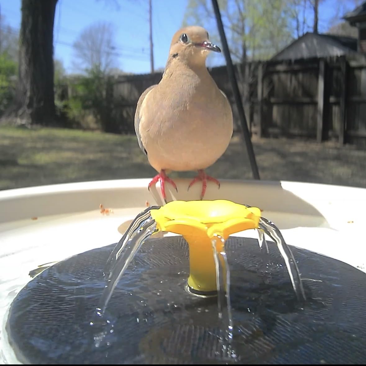 Birdfy Smart Bird Bath with Camera Solar Powered & Fountain, Dual-Lens Camera for Wildbird Watching, Auto Capture Bird Videos & Motion Detection - AI by Subscription (Yellowstone) customer photo 1