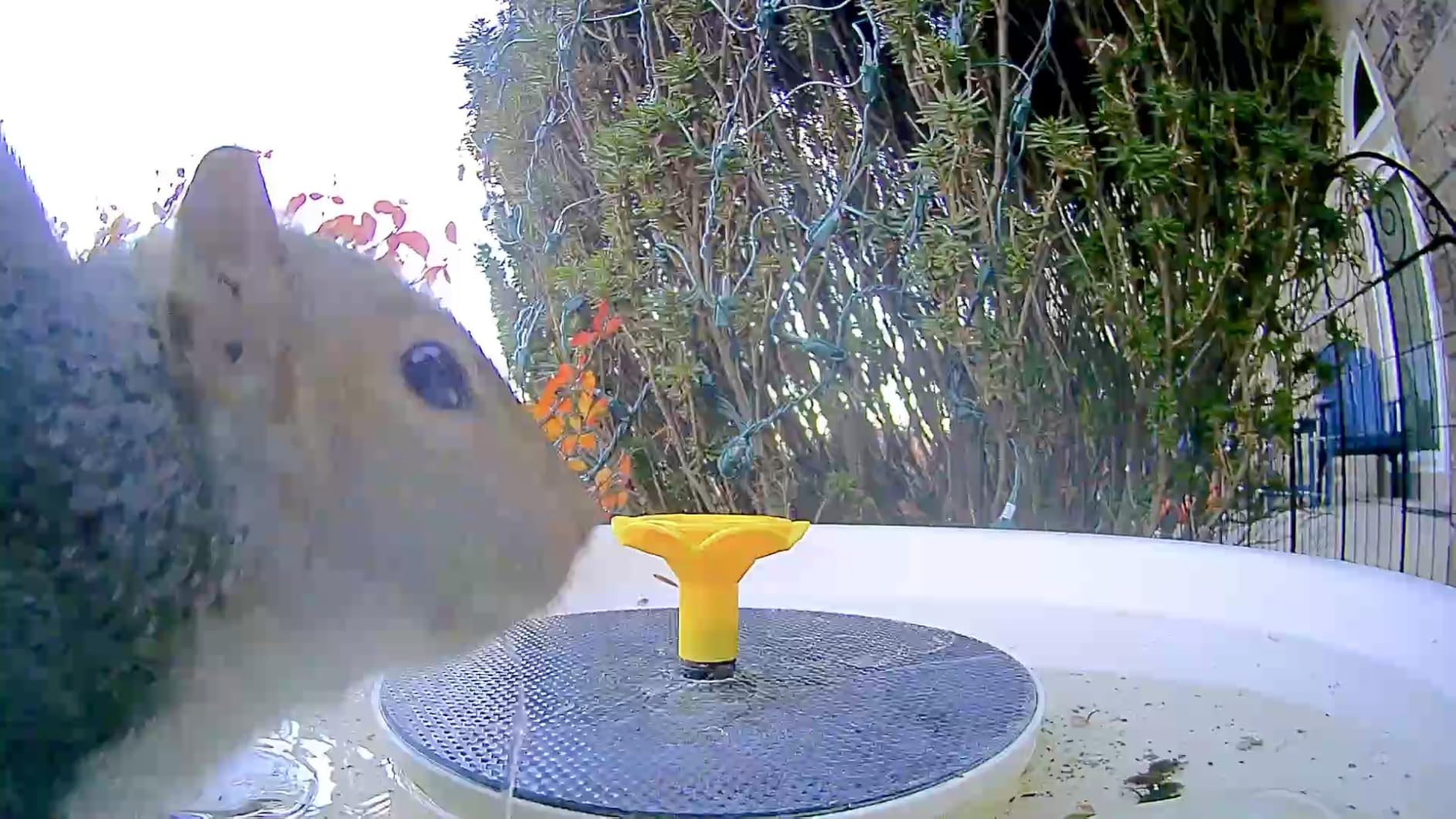 Birdfy Smart Bird Bath with Camera Solar Powered & Solar Fountain & Stand, Dual-Lens Camera for Bird Watching, Auto Capture Bird Videos & AI Identify, Ideal Present for Bird Lover customer photo 2