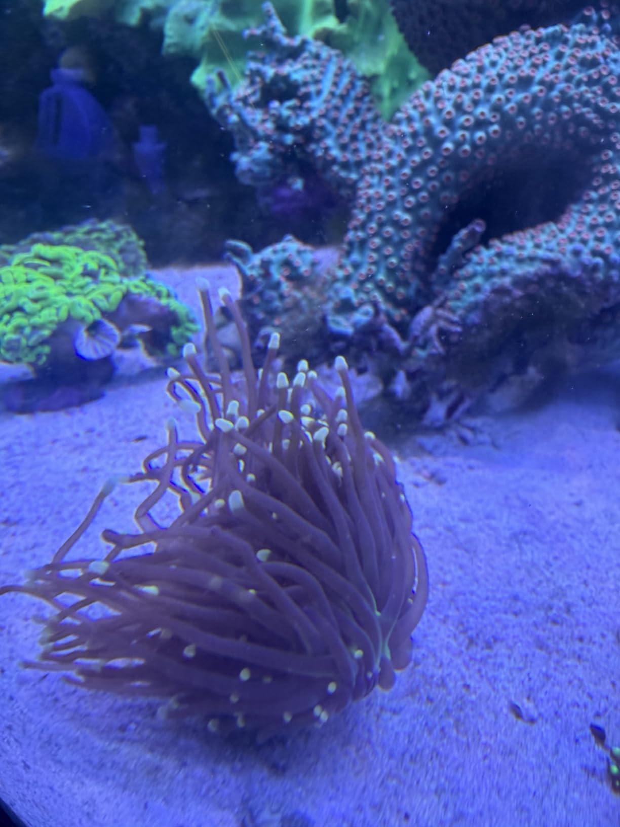 SEAOURA LED Reef Light for Corals, 120W Coral Lights for Reefs Aquarium Tanks, Full Spectrum Programmable customer photo 2