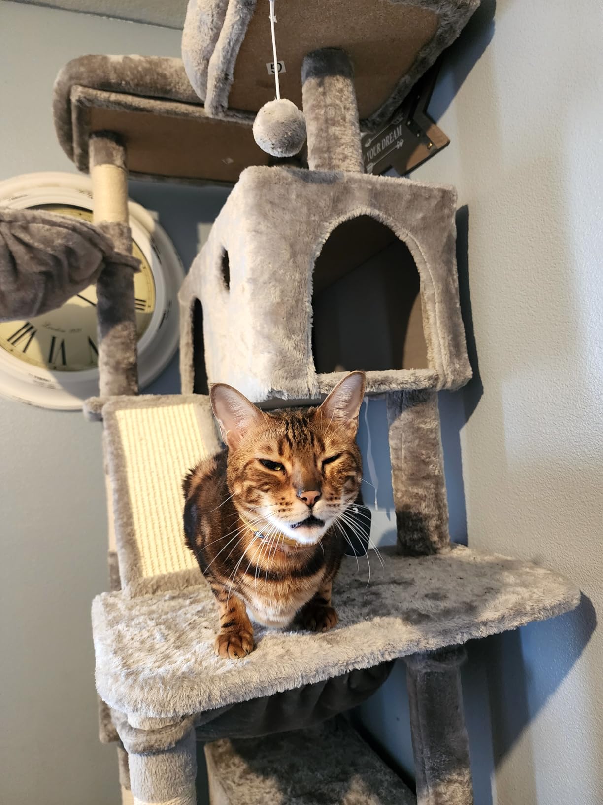 SHA CERLIN 81in Multi-Level Tall Cat Tree Tower for Indoor Kitties/Larger Cat Condo Furniture with Hammock/Cozy Pussycat Perches/Sisal Scratching Posts/Pet House/Wide Base/Grey customer photo 2