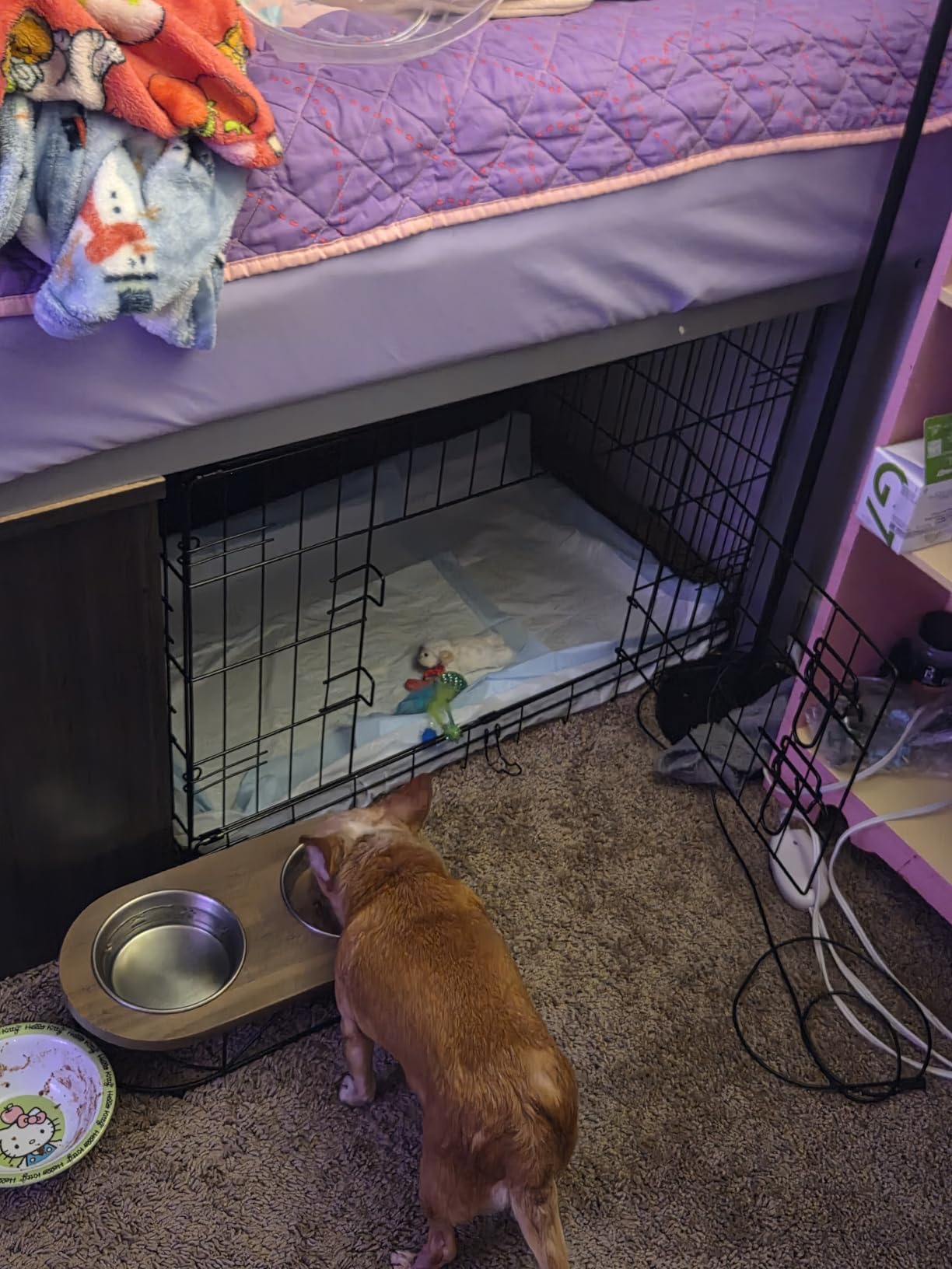 FDW Extra Large Dog Crate Dog Kennel Cage with Double Door,48 inch Folding Metal Wire Dog Cage with Removable Tray&Divider Panel,Pet Crate for Large Dogs,Black customer photo 1