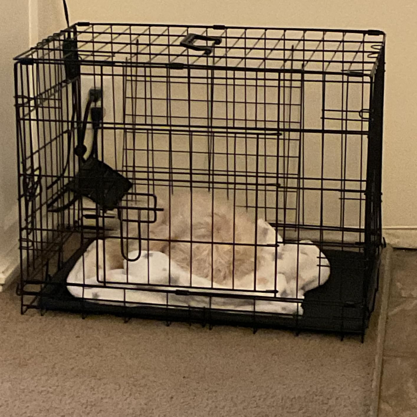 FDW Extra Large Dog Crate Dog Kennel Cage with Double Door,48 inch Folding Metal Wire Dog Cage with Removable Tray&Divider Panel,Pet Crate for Large Dogs,Black customer photo 2