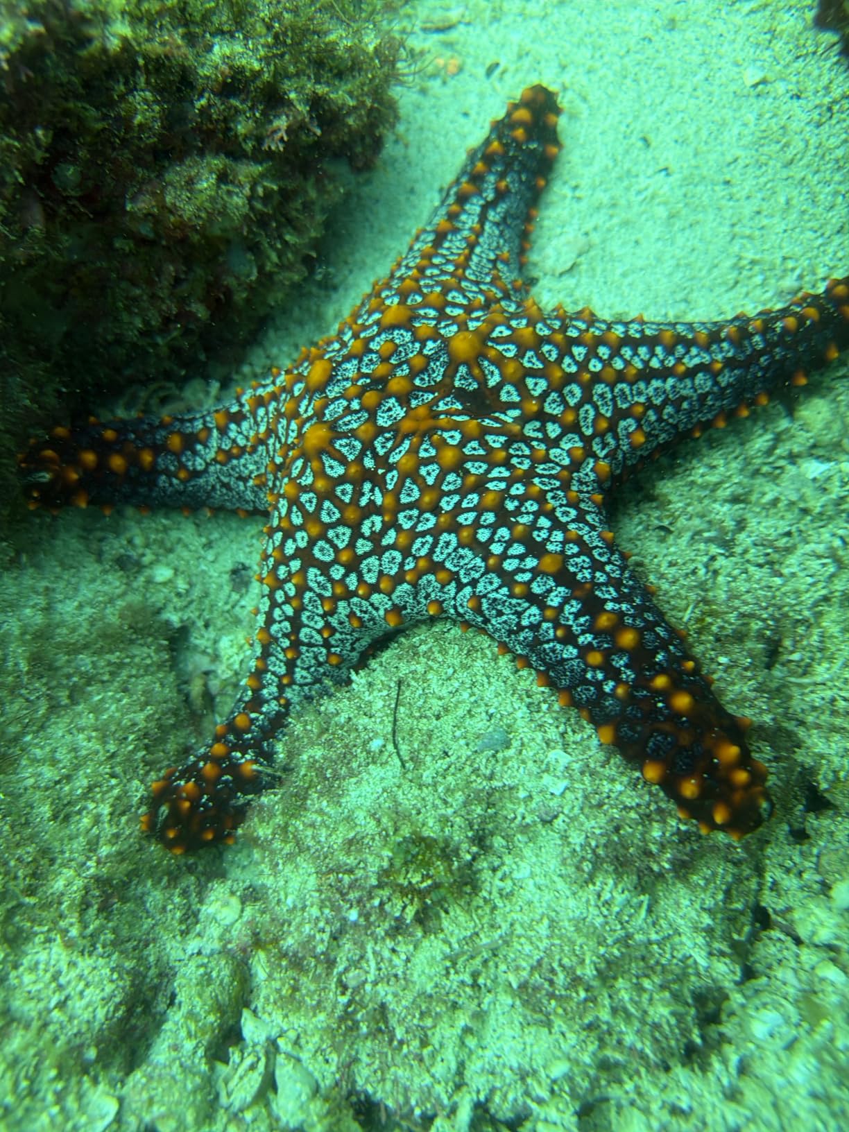 SeaLife SportDiver S Compact Smartphone Scuba Housing - Dive to 100', Waterproof Photography, Easy Camera Controls, with Leak Alarms, Fits iPhones and Most Smartphones customer photo 1