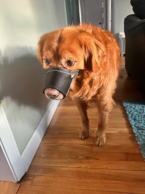 Dog Muzzle for Large Dogs - Soft Breathable Muzzle for Large Sized Dog with Air Mesh | Adjustable Muzzles for Dogs Grooming | Muzzles to Prevent Biting Barking Chewing Allows Panting Drinking customer photo 1